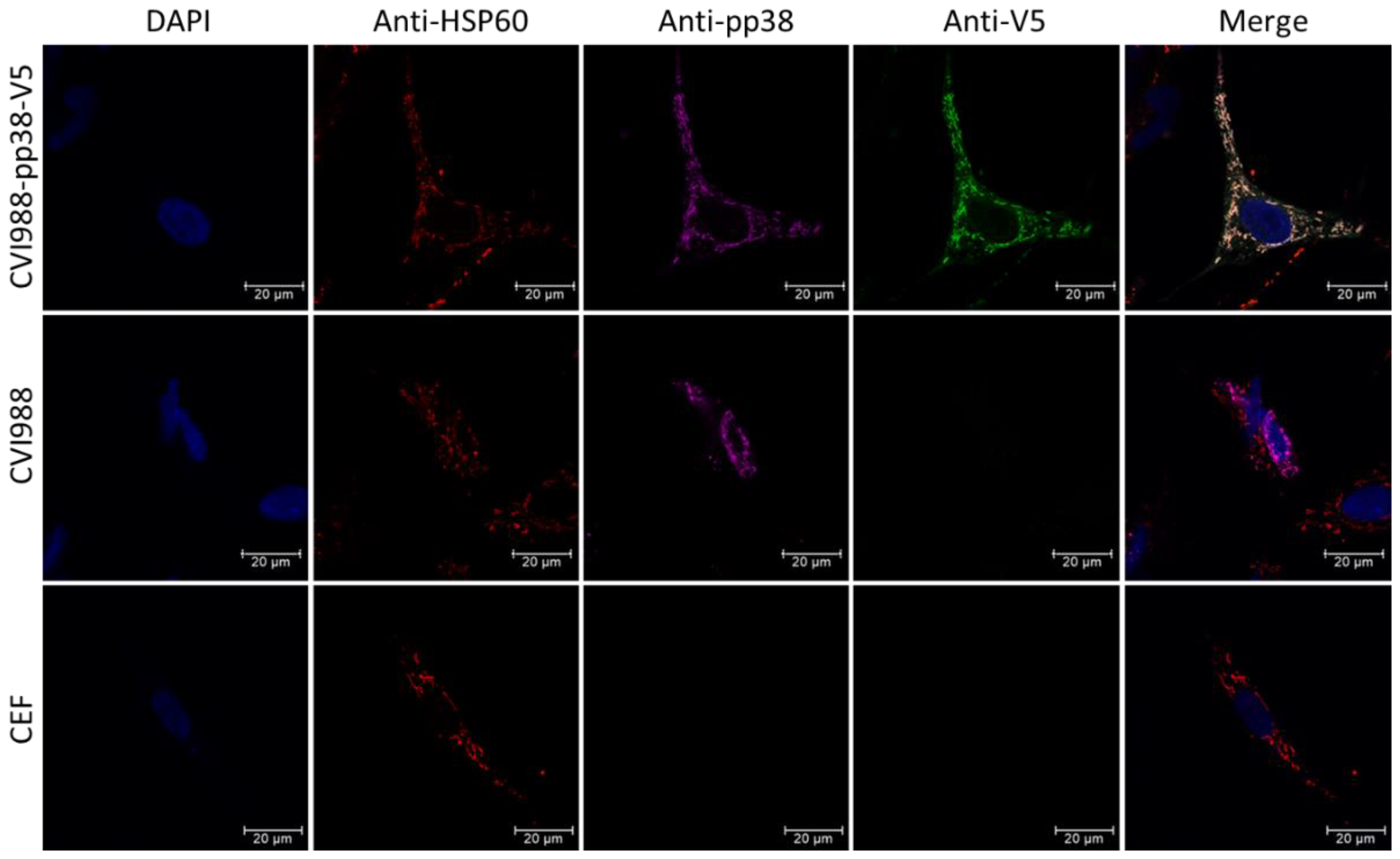 Viruses 14 00436 g005 Viruses 14 00436 g005