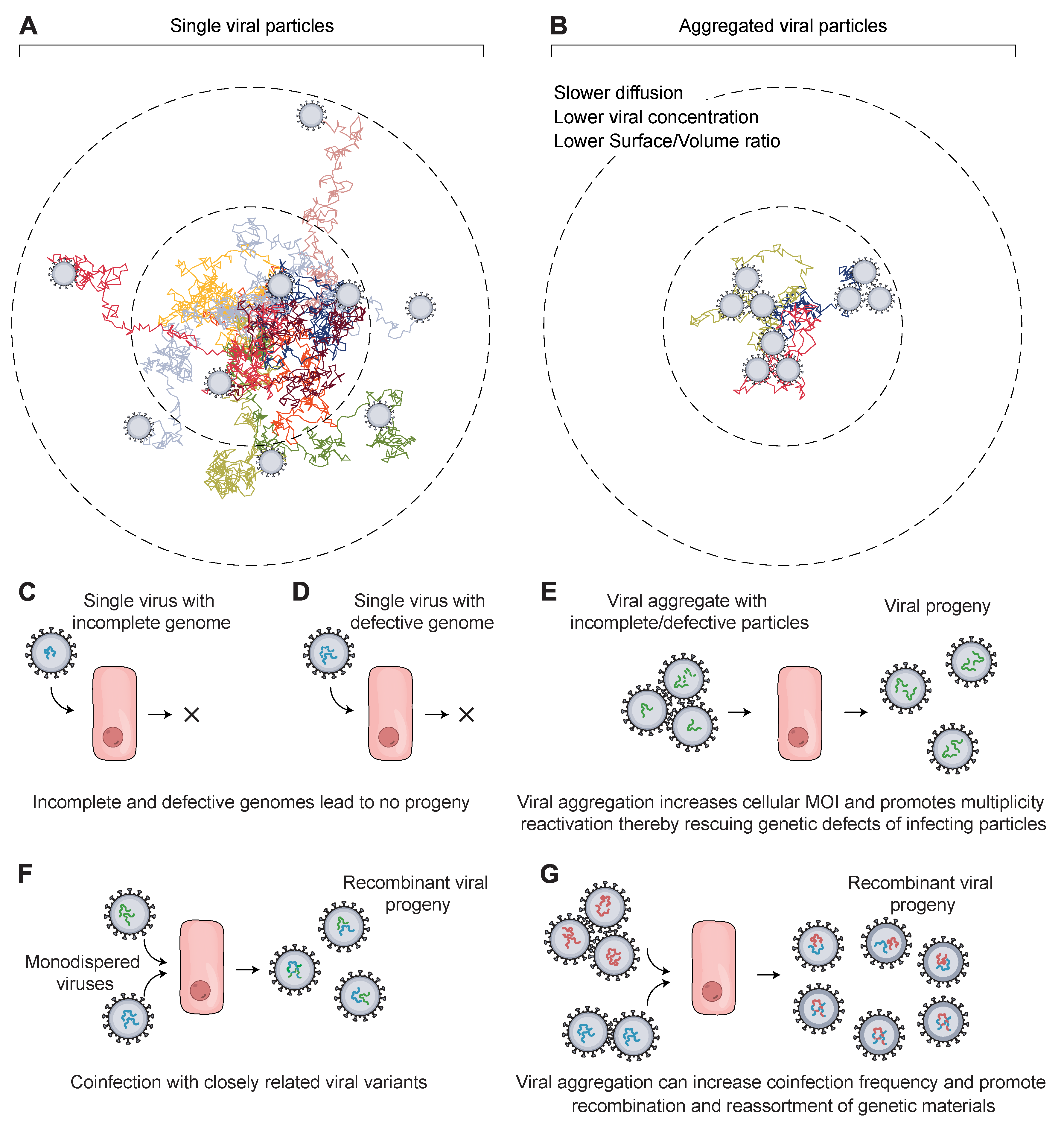 Viruses 14 00438 g001 Viruses 14 00438 g001