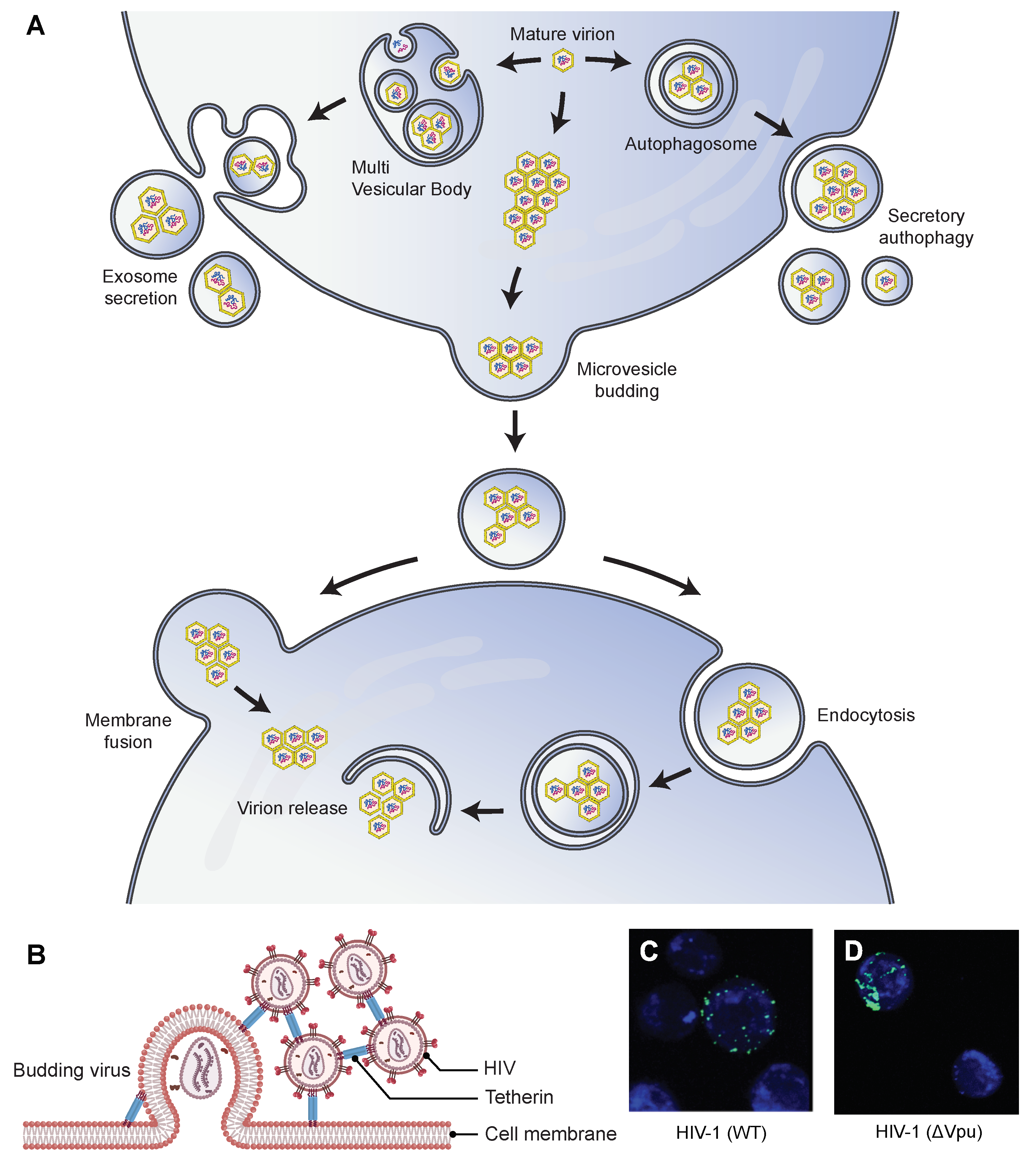 Viruses 14 00438 g002 Viruses 14 00438 g002