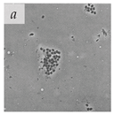 Viruses 14 00438 i001 Viruses 14 00438 i001