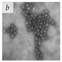 Viruses 14 00438 i002 Viruses 14 00438 i002