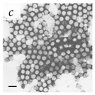 Viruses 14 00438 i003 Viruses 14 00438 i003