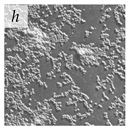 Viruses 14 00438 i008 Viruses 14 00438 i008