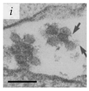 Viruses 14 00438 i009 Viruses 14 00438 i009