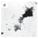 Viruses 14 00438 i010 Viruses 14 00438 i010