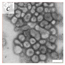 Viruses 14 00438 i012 Viruses 14 00438 i012