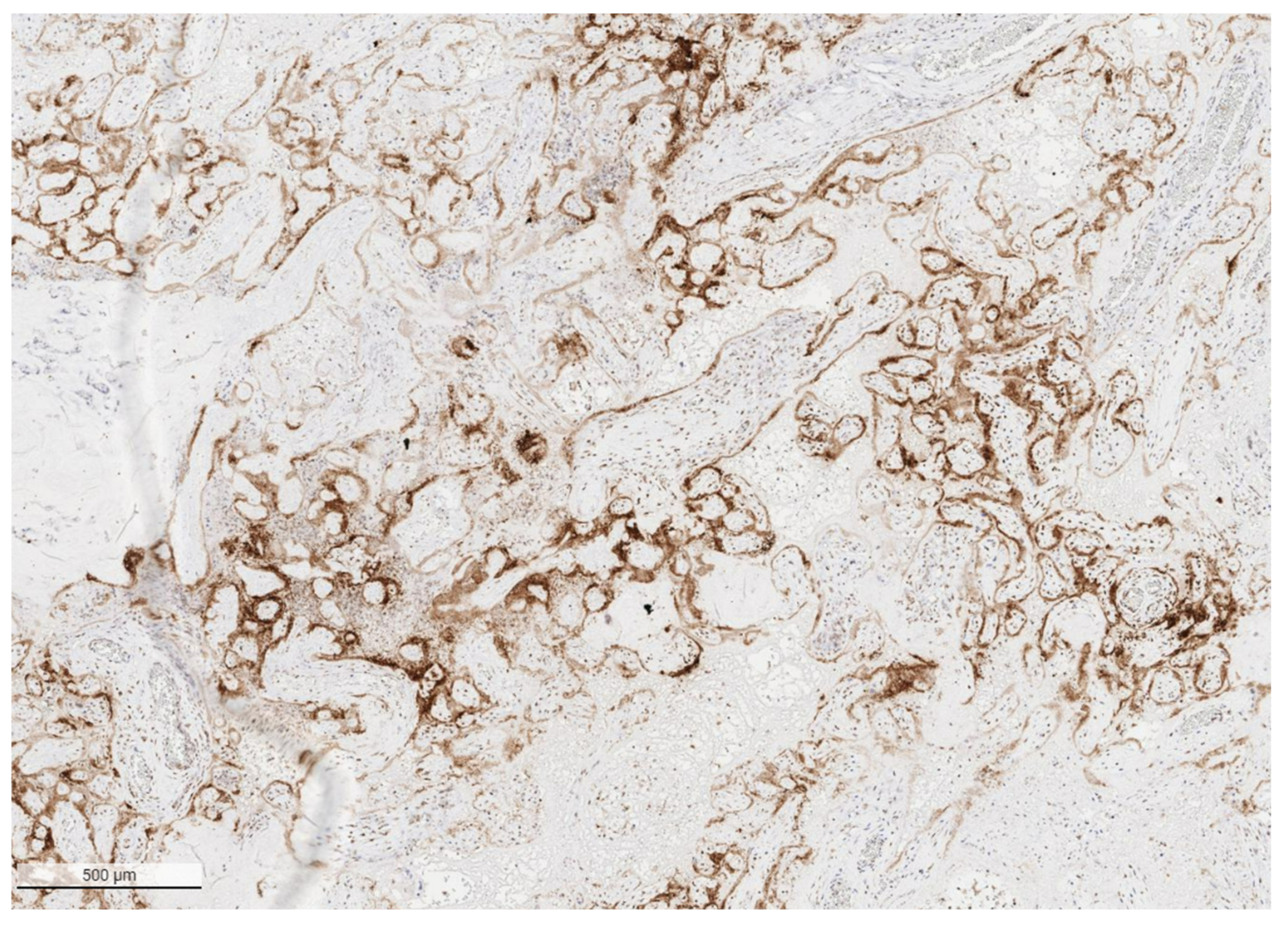 Viruses 14 00458 g001