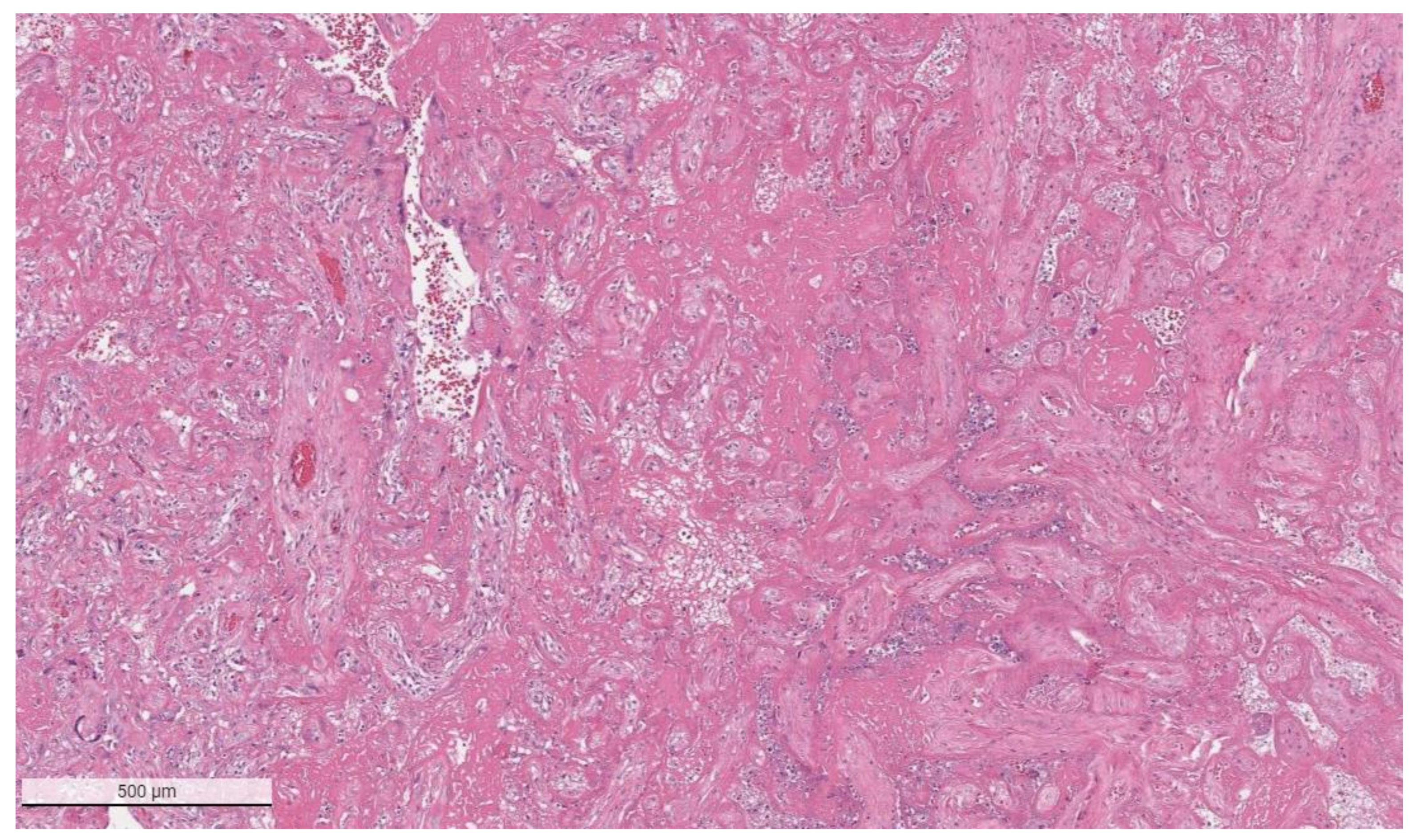 Viruses 14 00458 g002