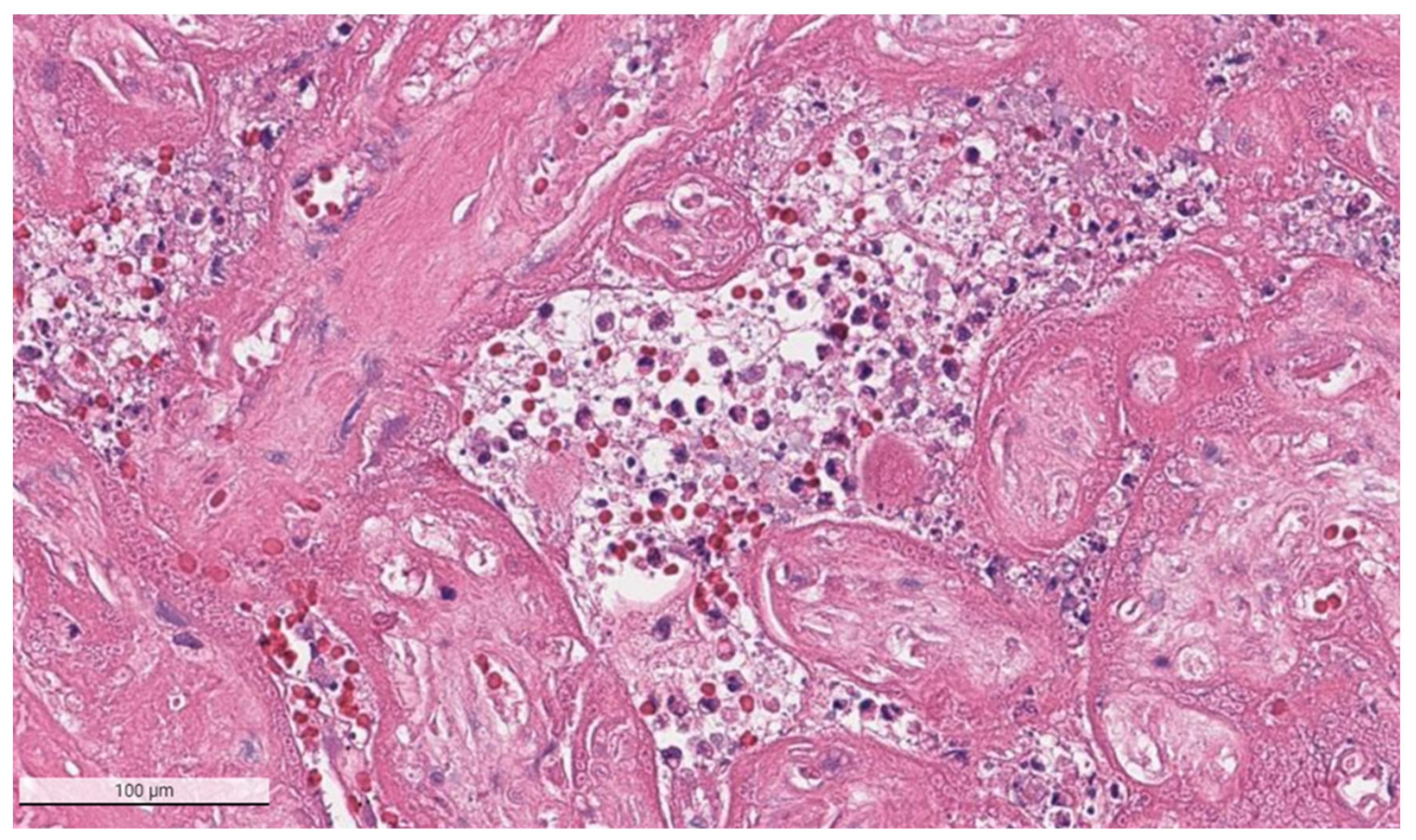 Viruses 14 00458 g004