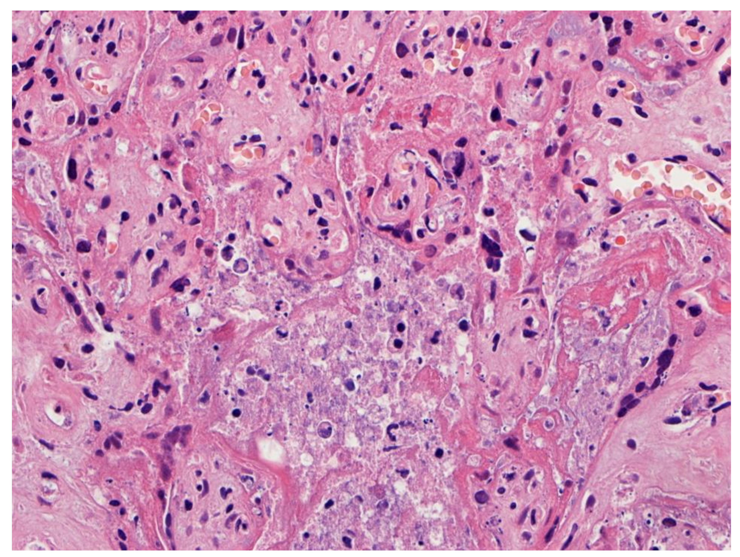 Viruses 14 00458 g005