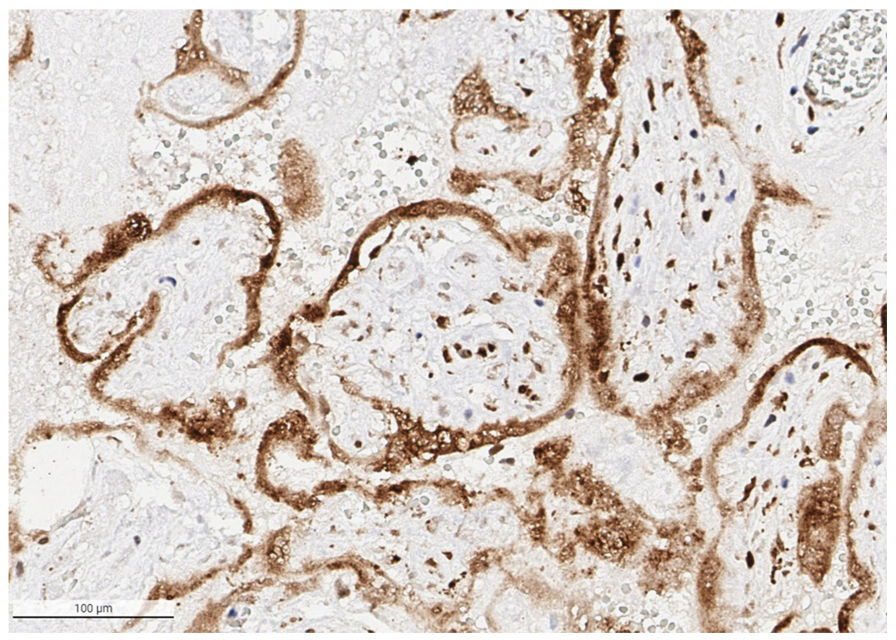 Viruses 14 00458 g006