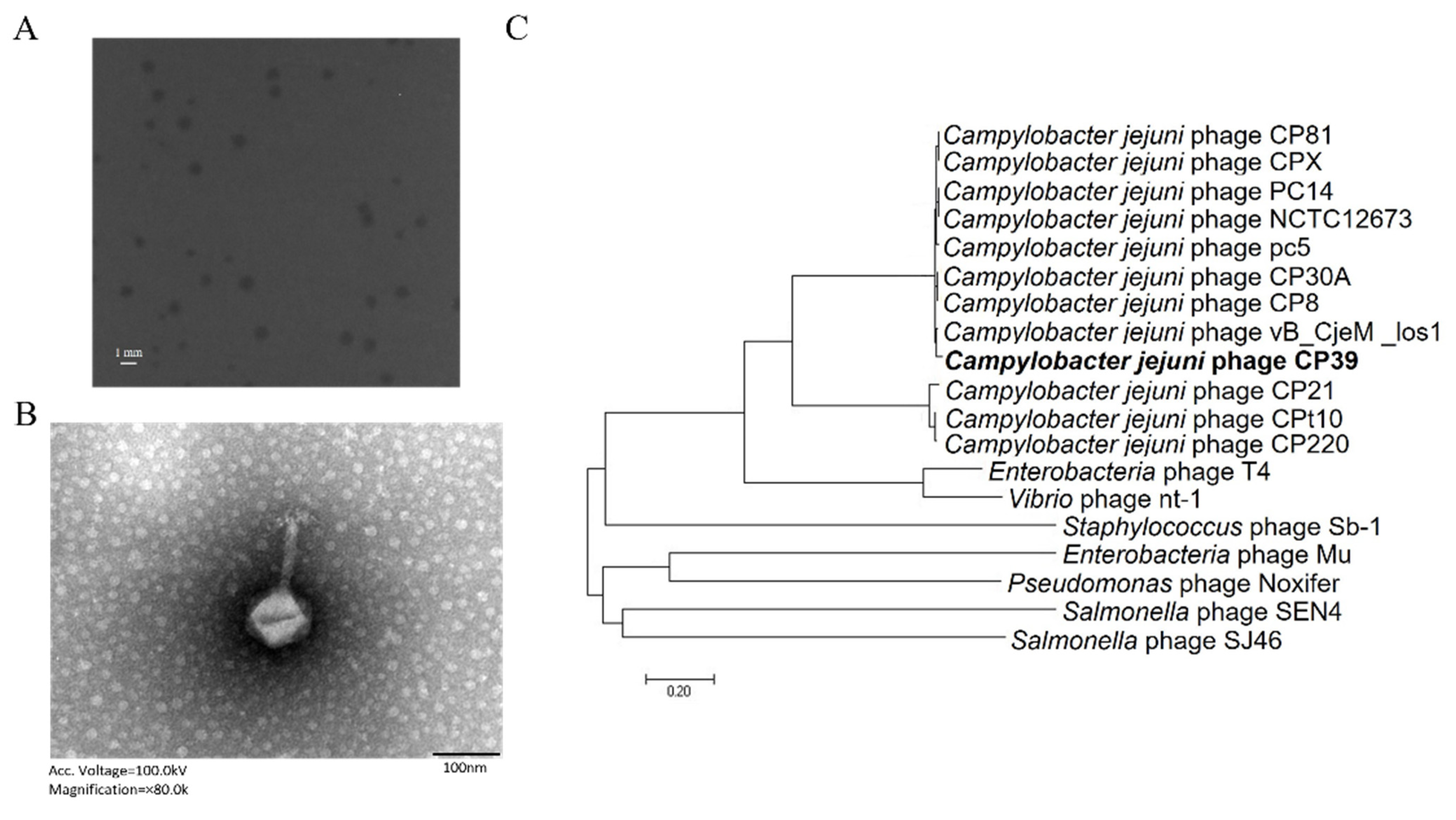 Viruses 14 00485 g001 Viruses 14 00485 g001