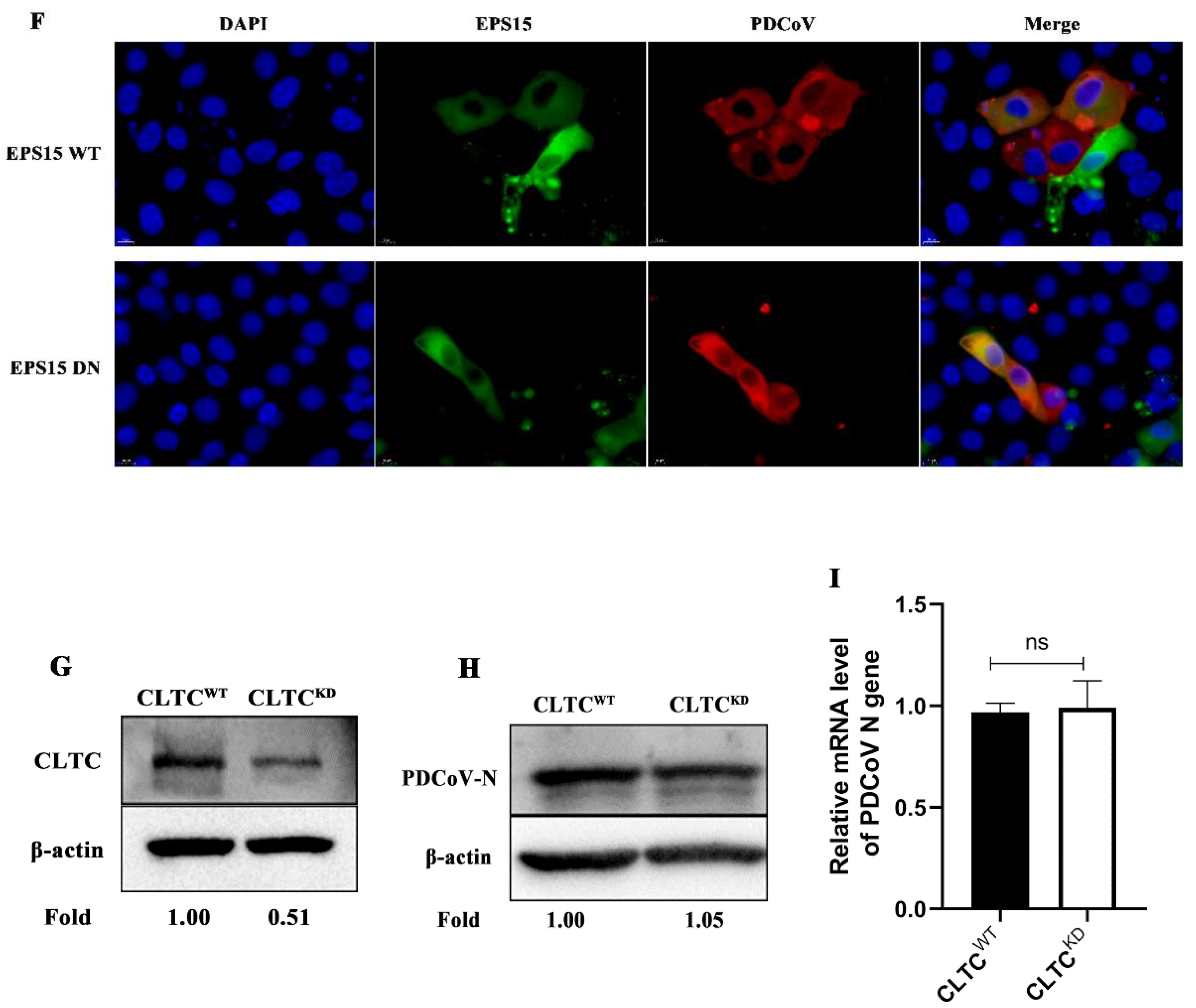 Viruses 14 00496 g001b