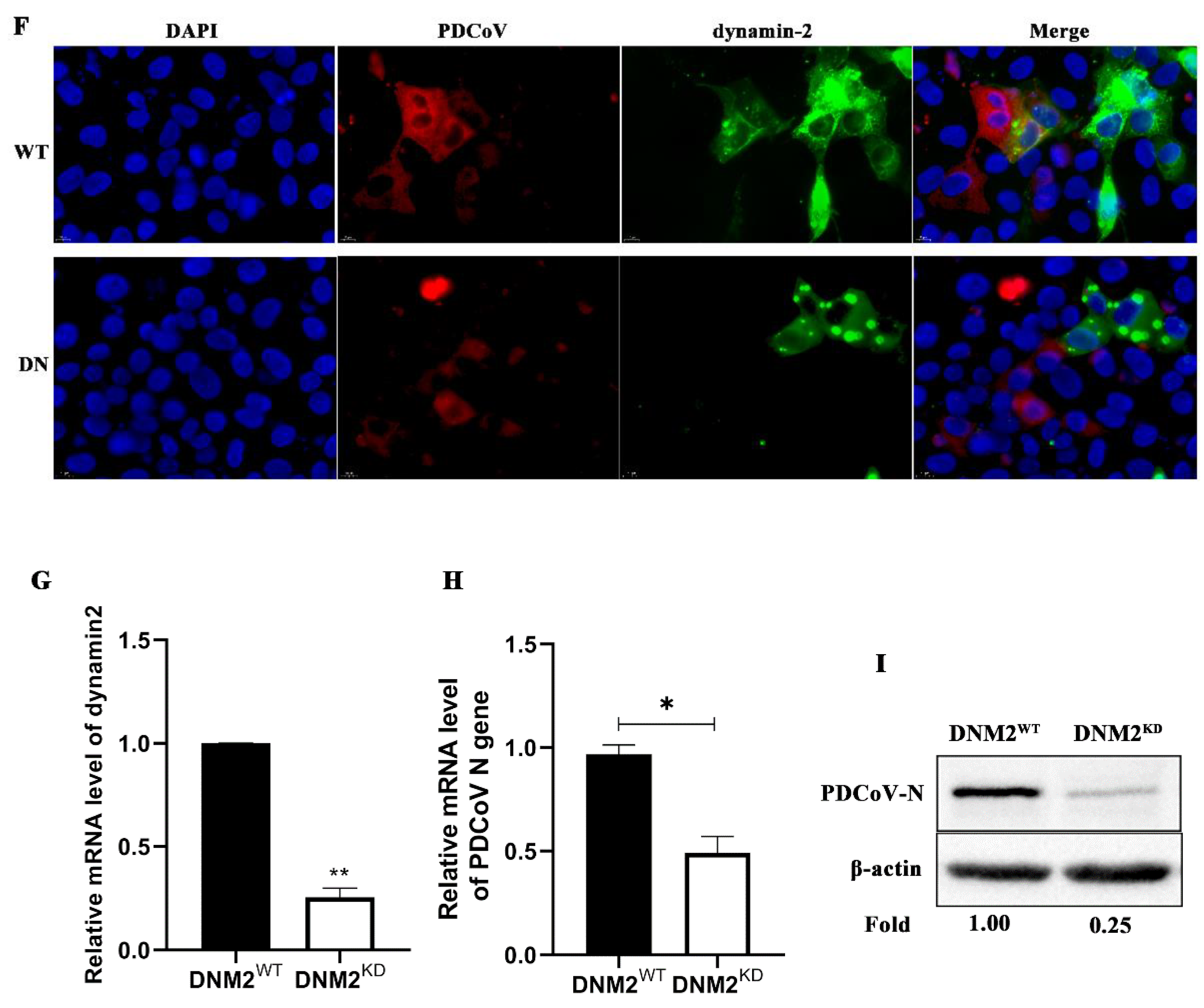Viruses 14 00496 g004b