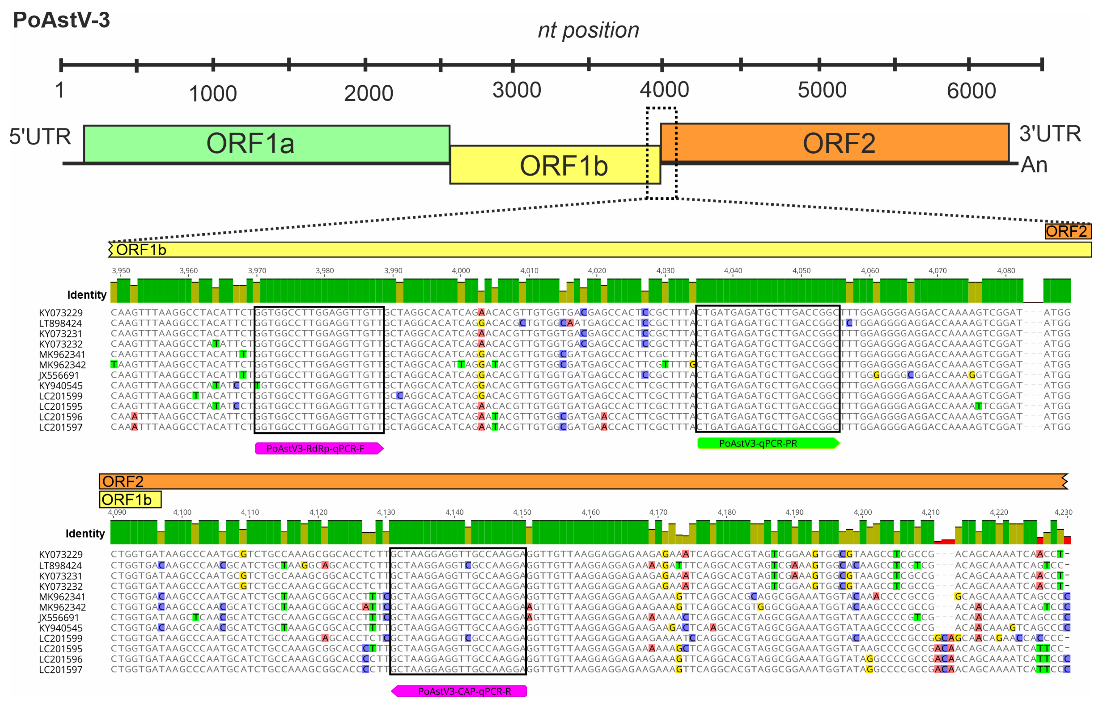 Viruses 14 00513 g003