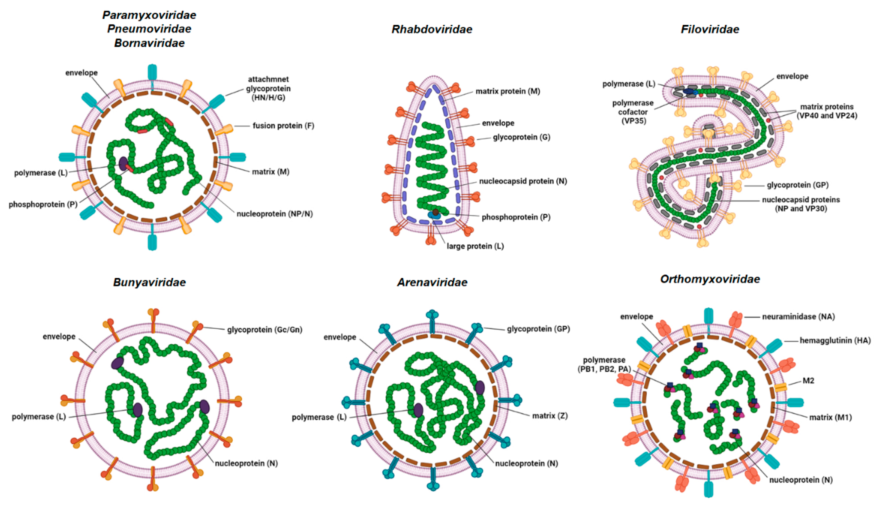Viruses 14 00521 g001