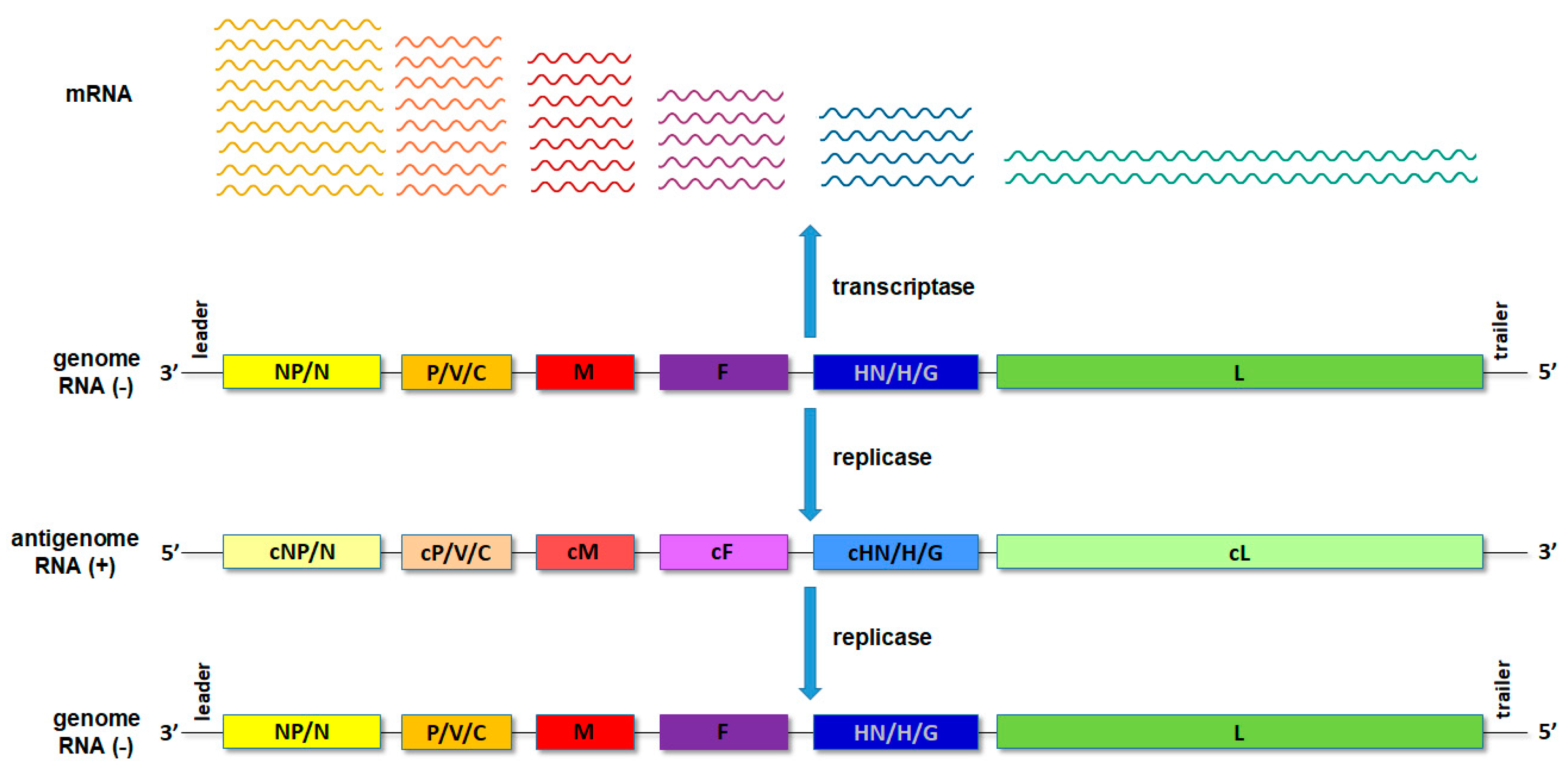 Viruses 14 00521 g002