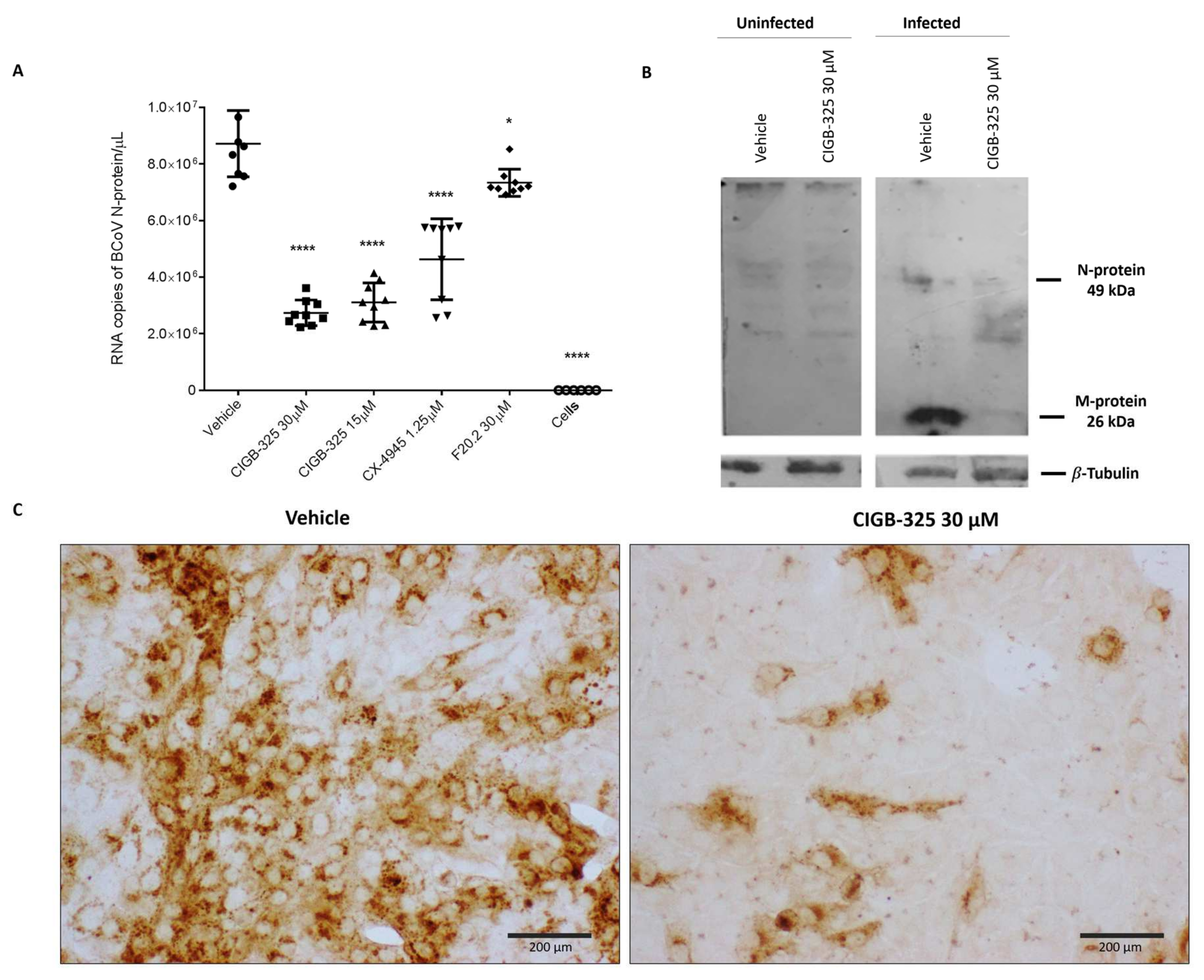 Viruses 14 00552 g002