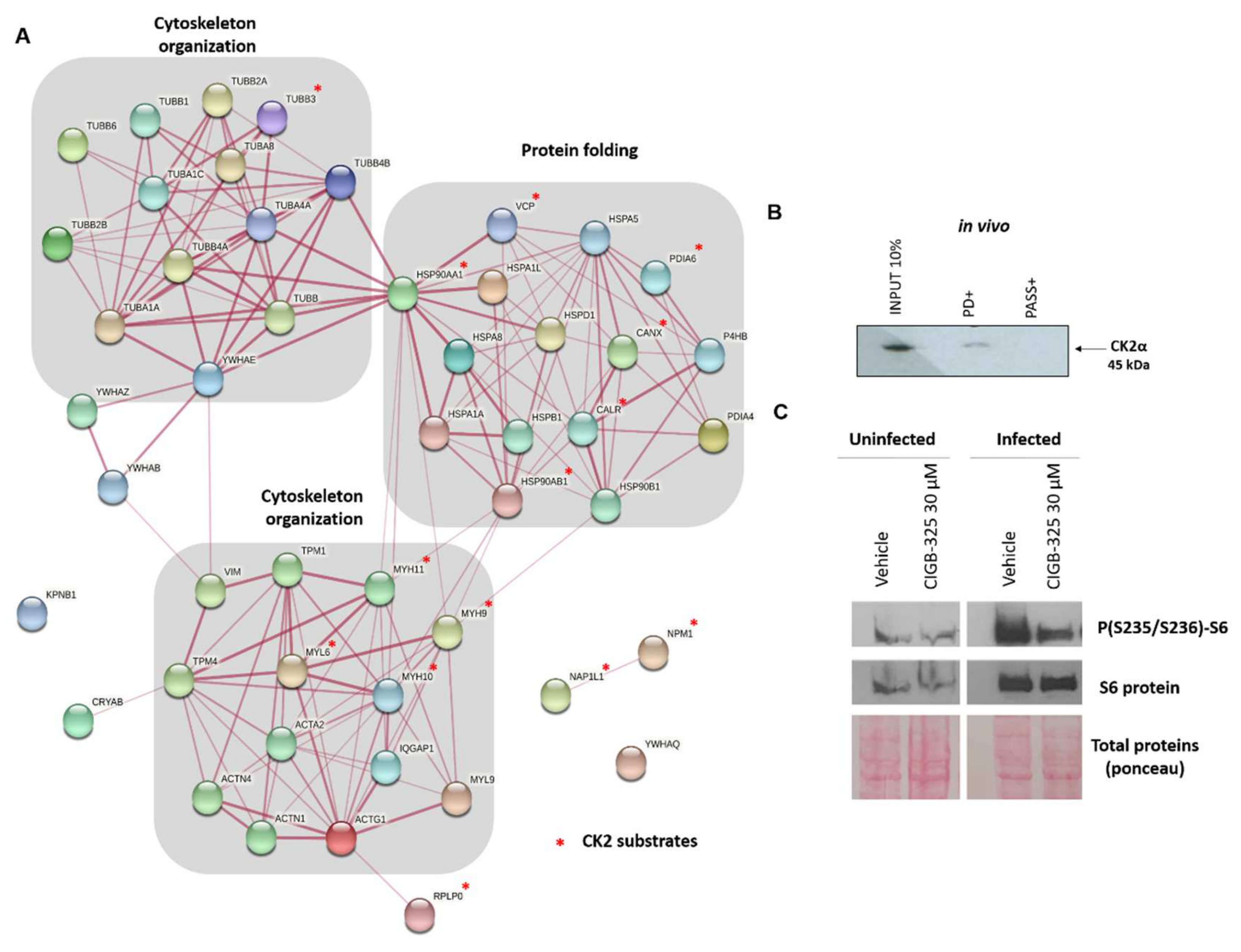 Viruses 14 00552 g004