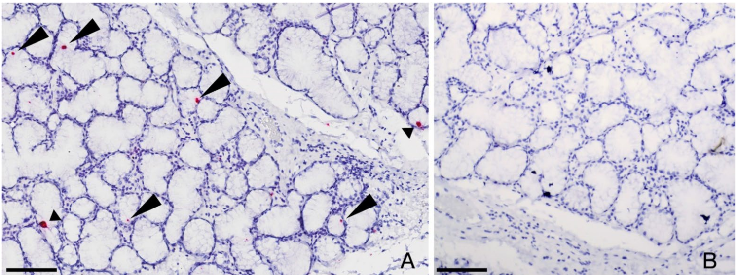 Viruses 14 00566 g001