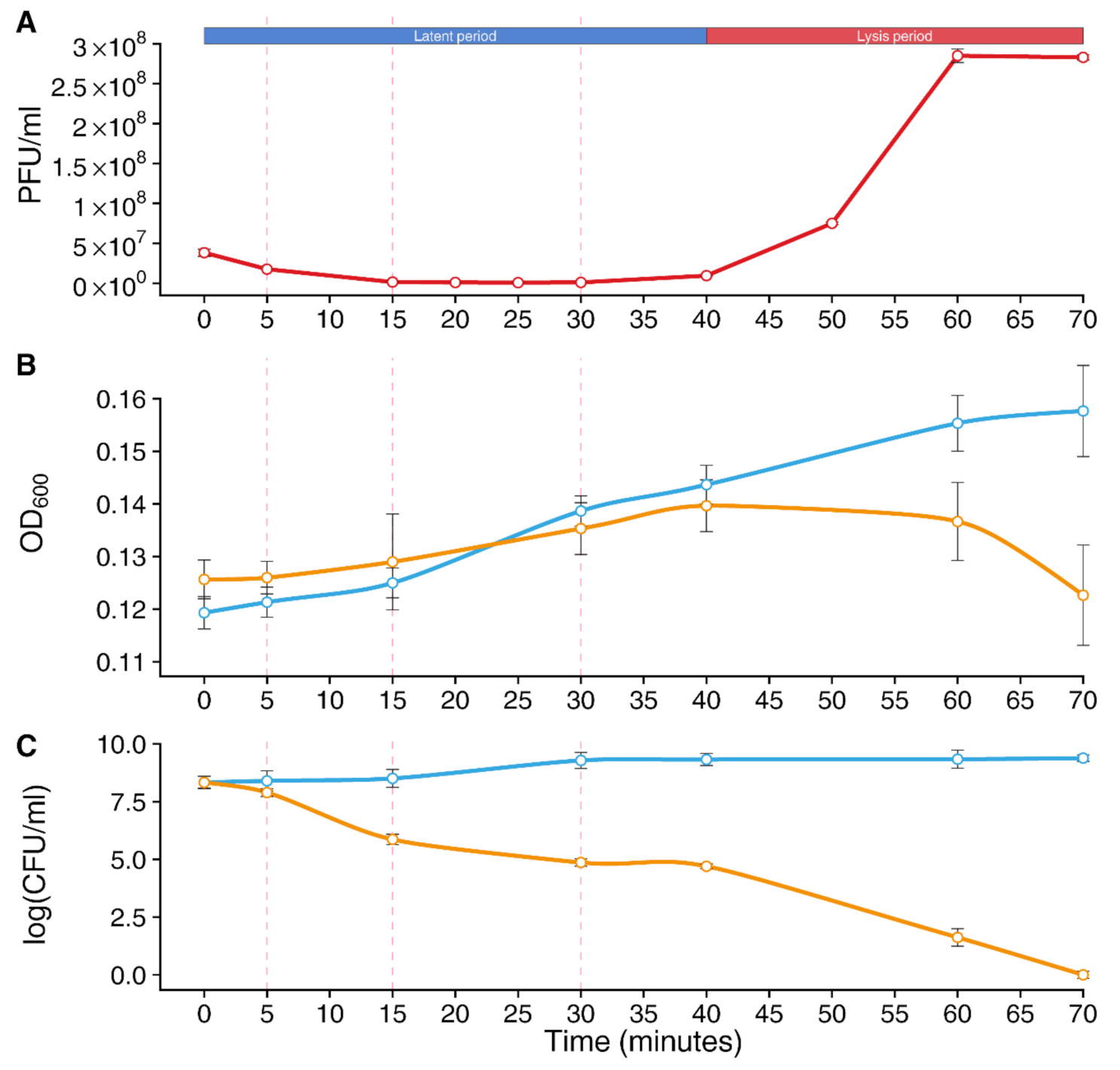 Viruses 14 00567 g001