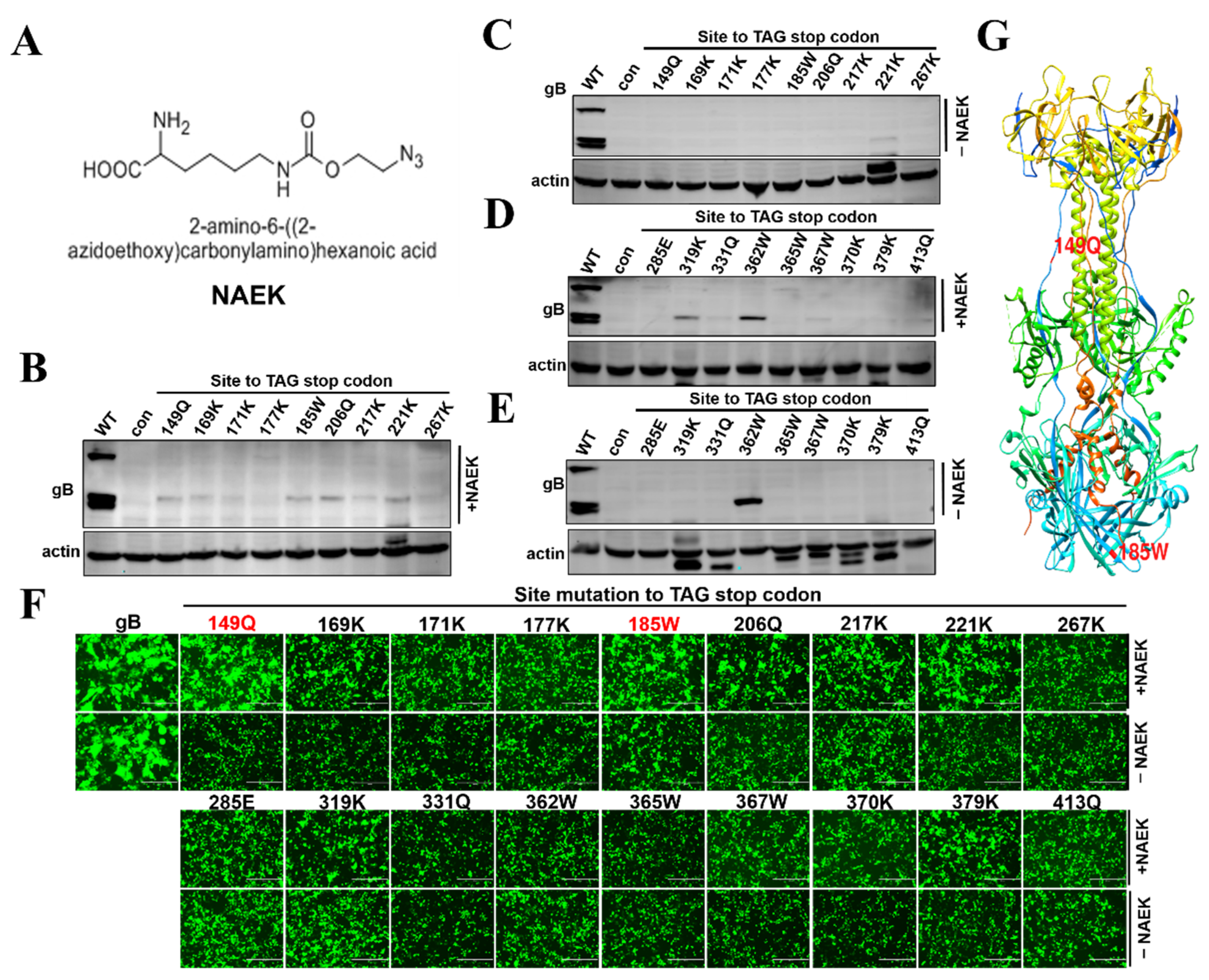Viruses 14 00572 g002
