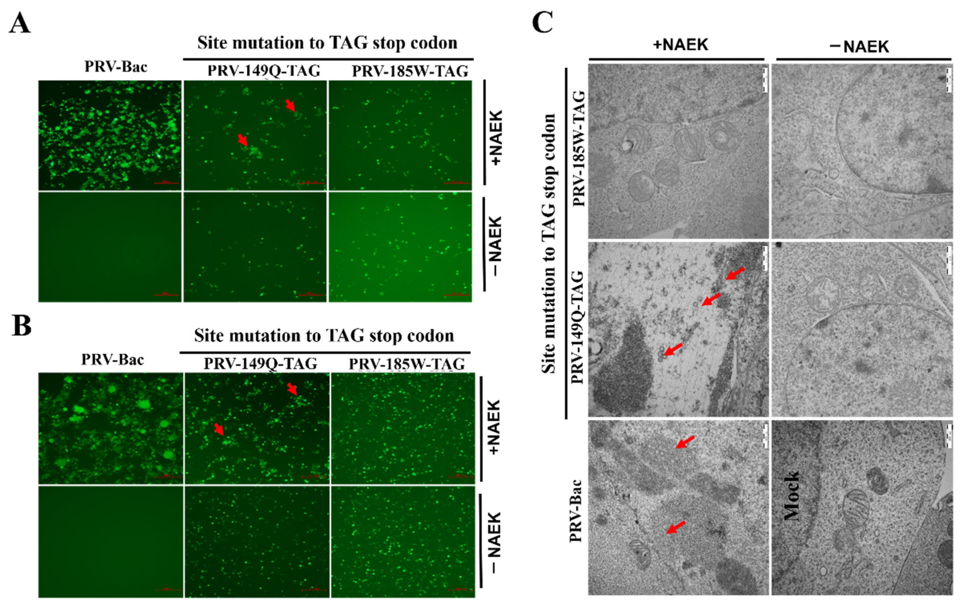 Viruses 14 00572 g003