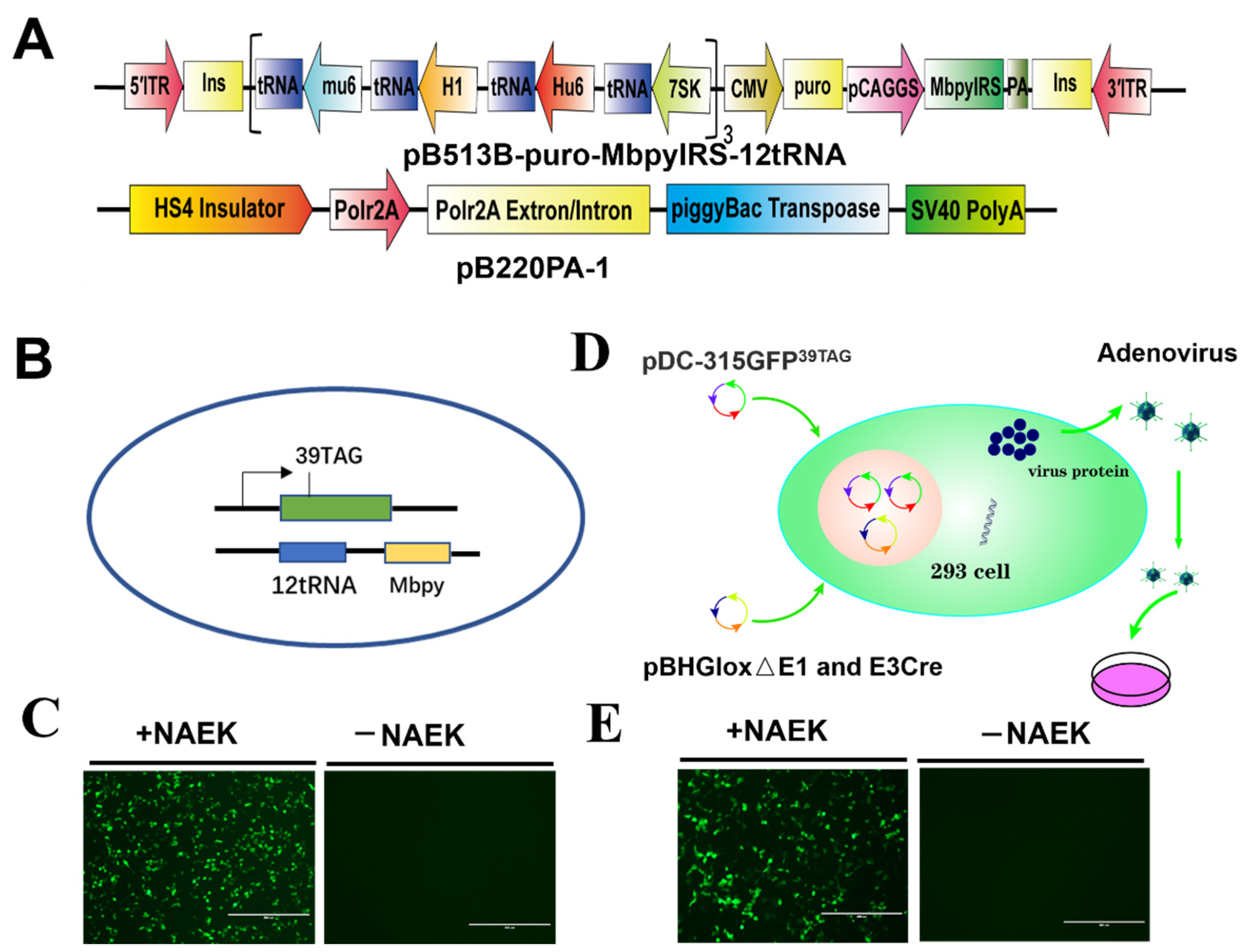 Viruses 14 00572 g004