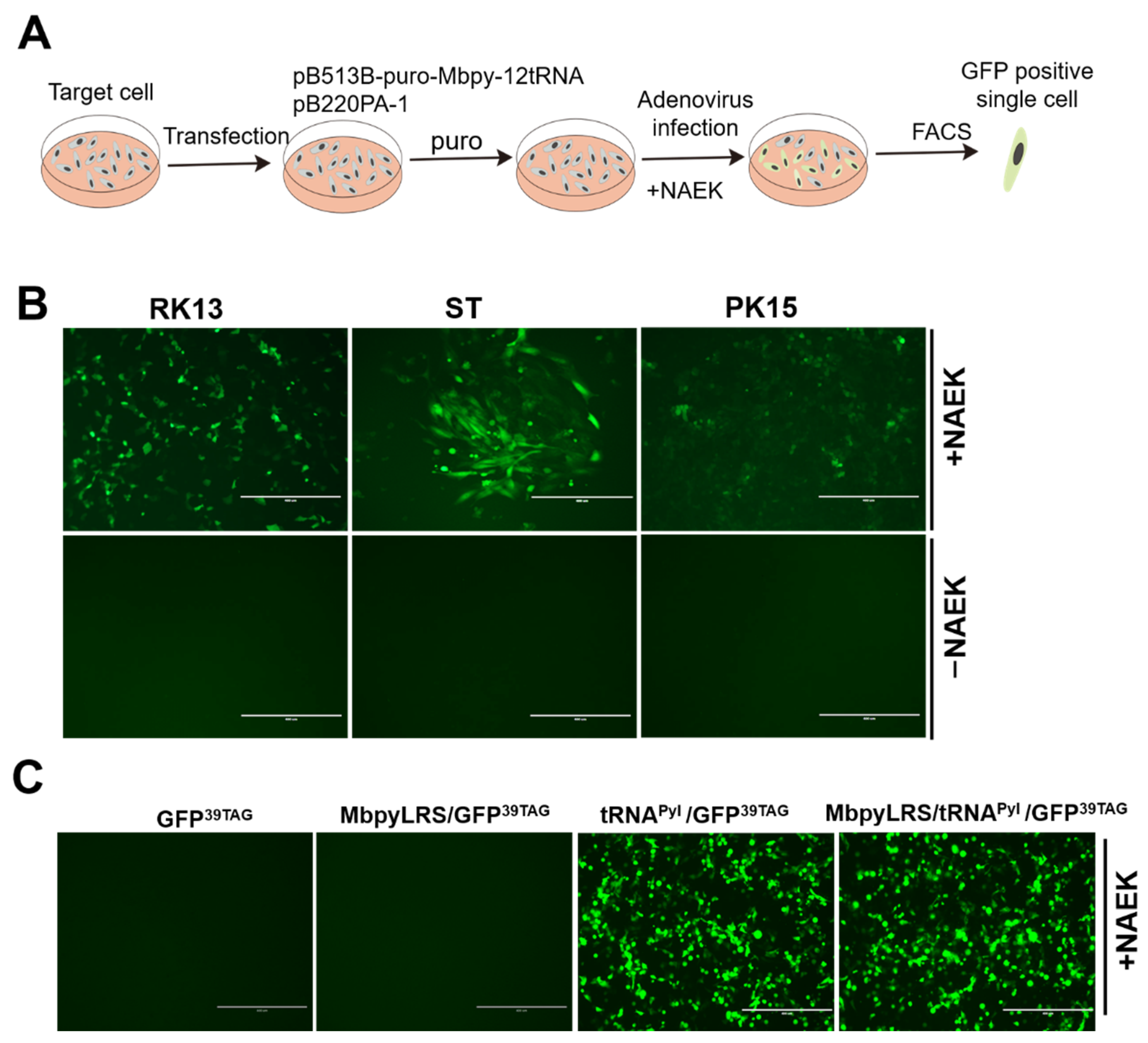 Viruses 14 00572 g005