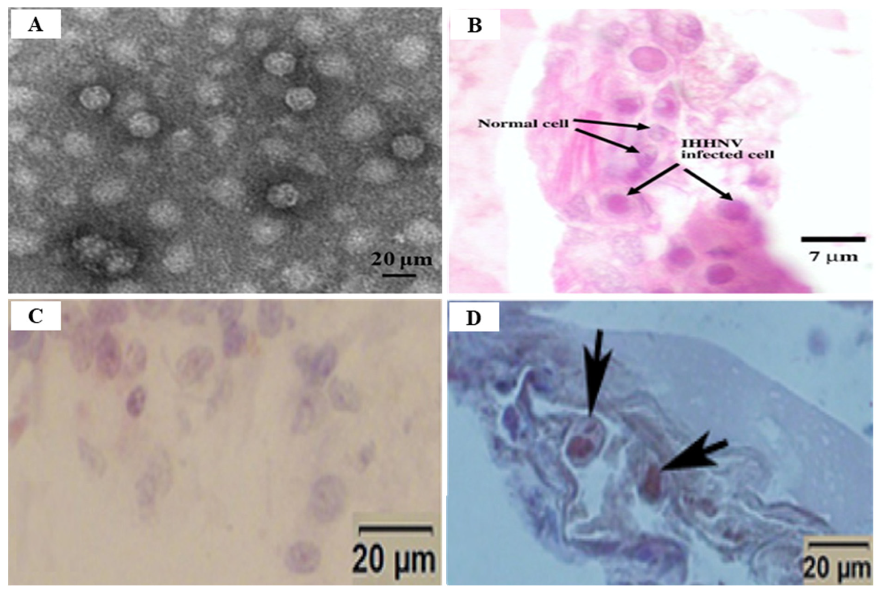 Viruses 14 00585 g011 Viruses 14 00585 g011