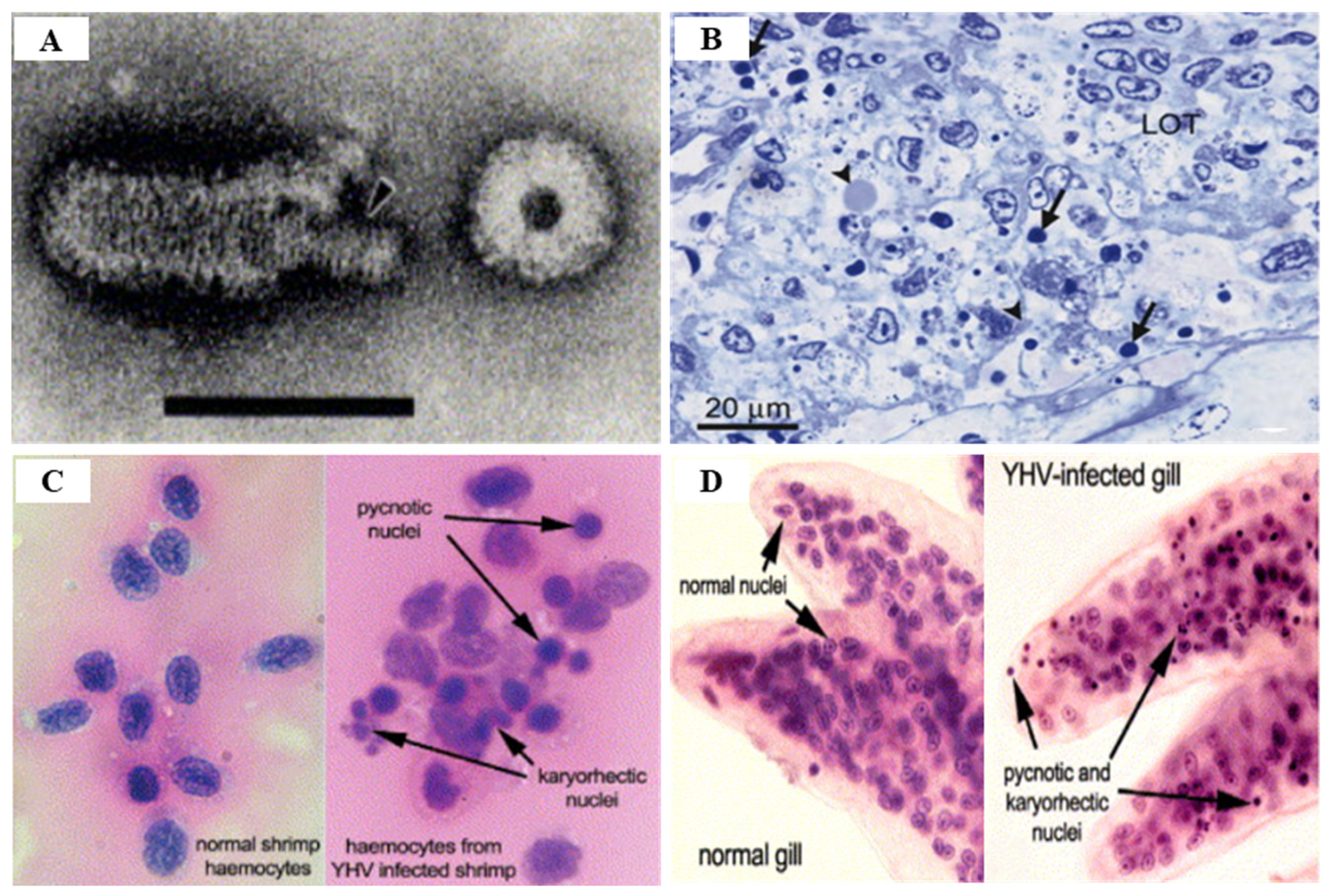 Viruses 14 00585 g017 Viruses 14 00585 g017