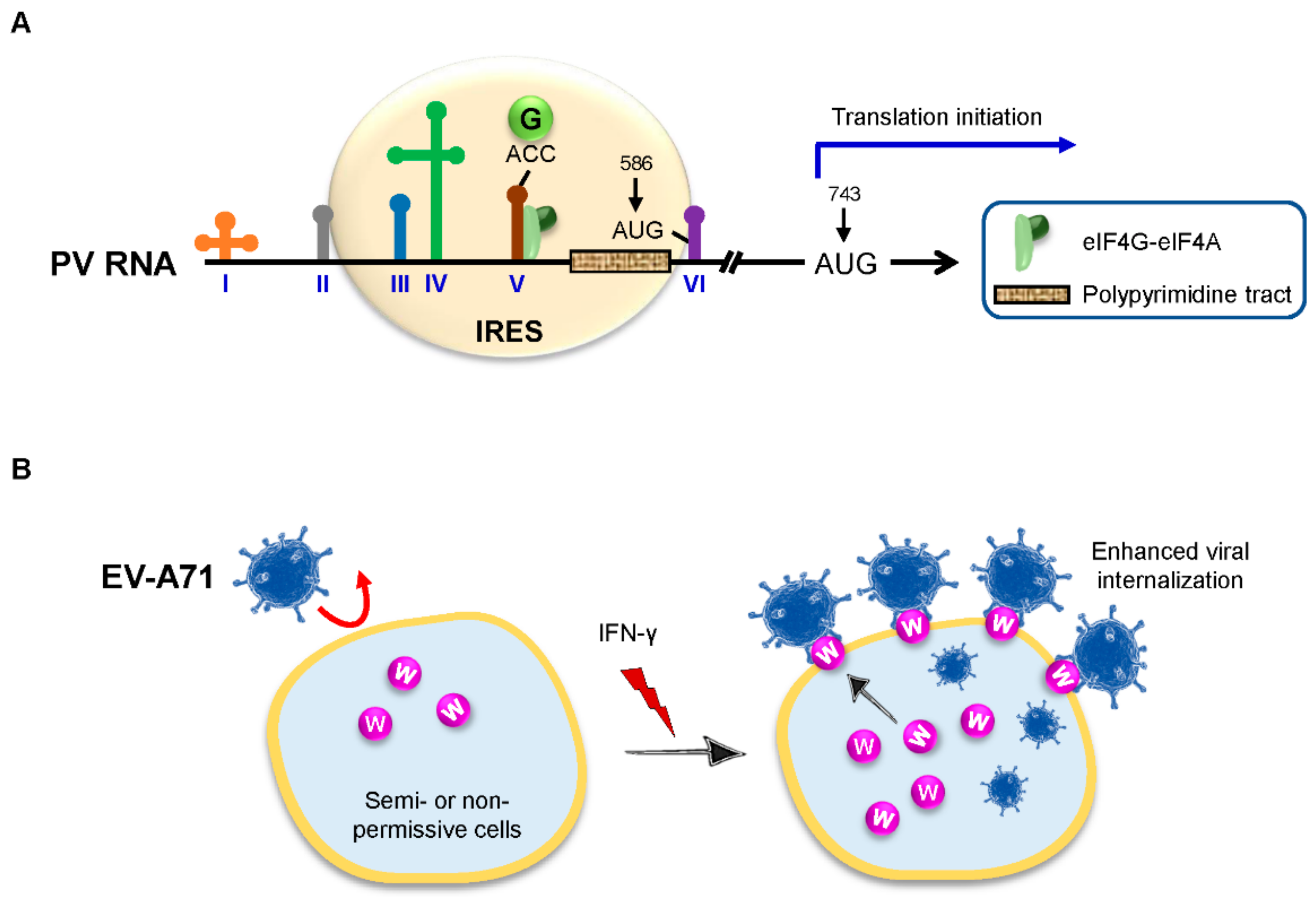 Viruses 14 00613 g004