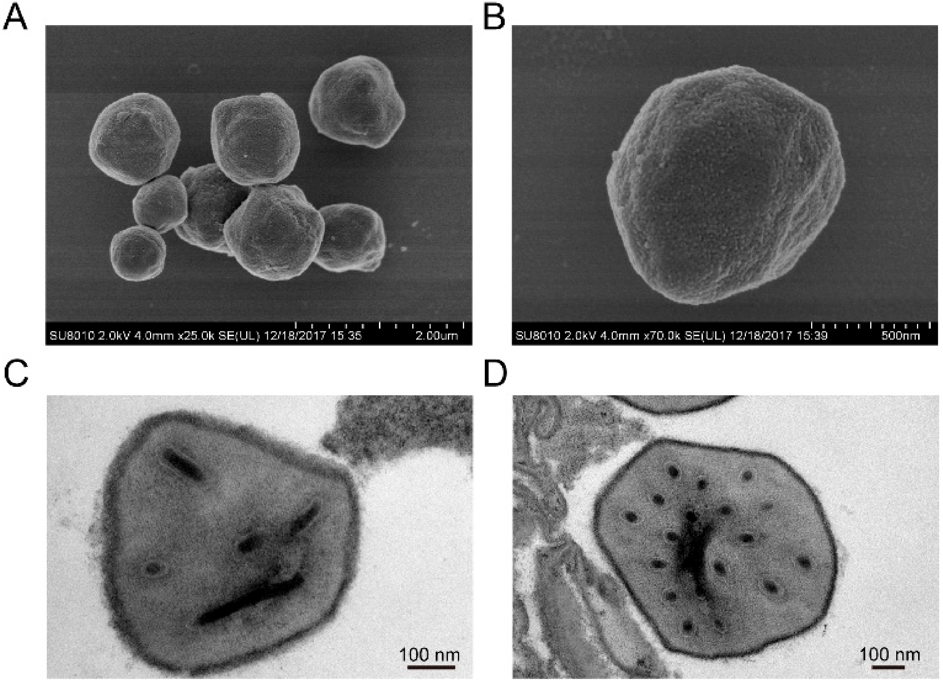 Viruses 14 00618 g001 Viruses 14 00618 g001
