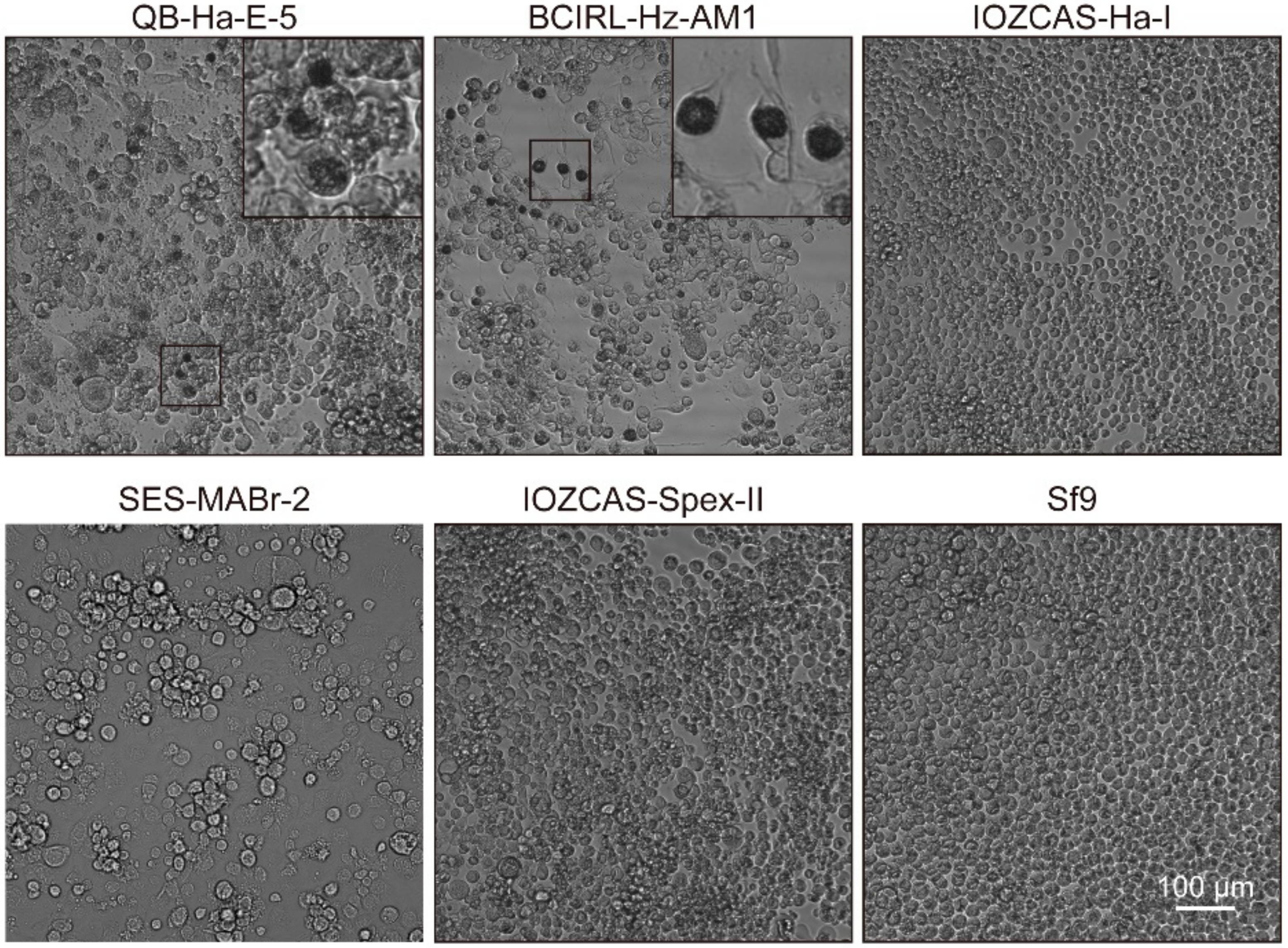 Viruses 14 00618 g002 Viruses 14 00618 g002