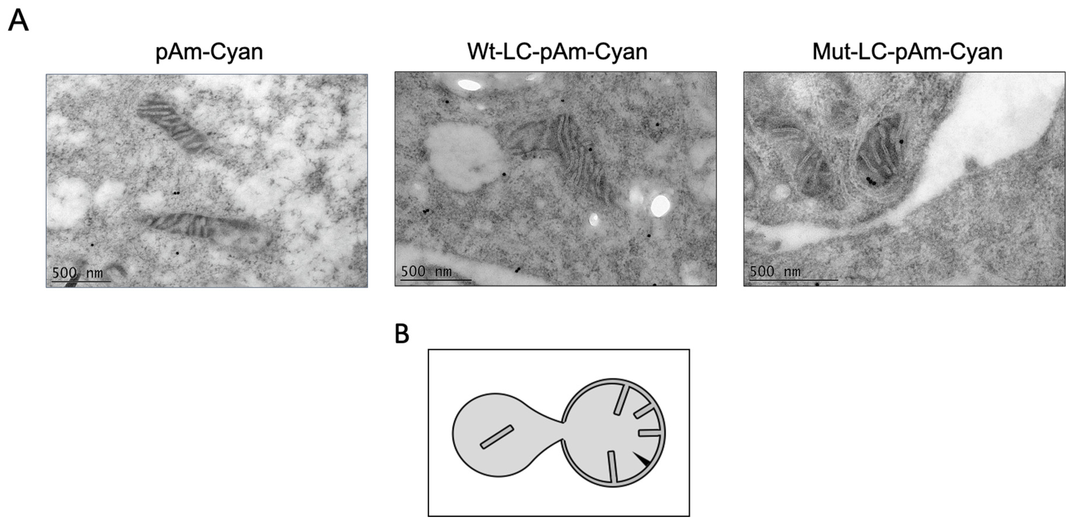 Viruses 14 00635 g006