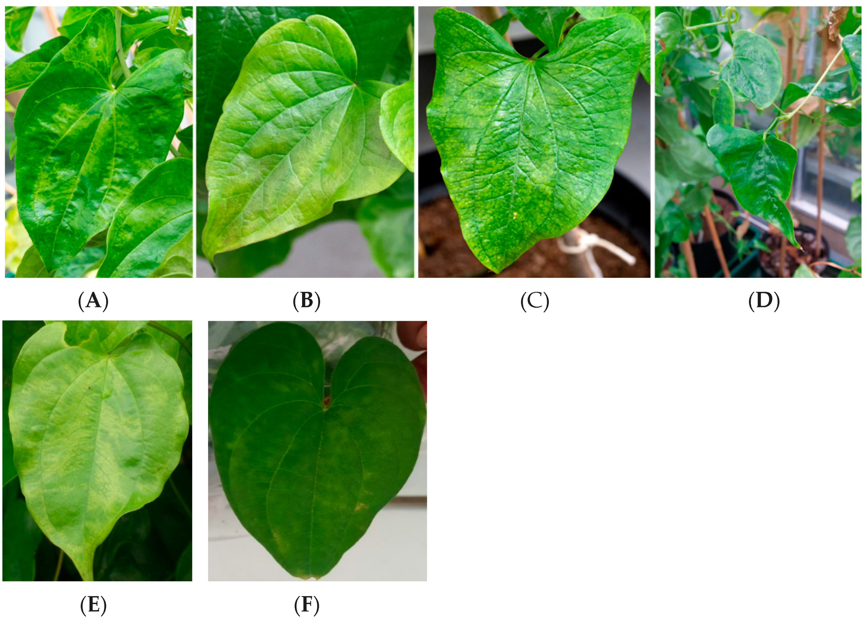 Viruses 14 00662 g001