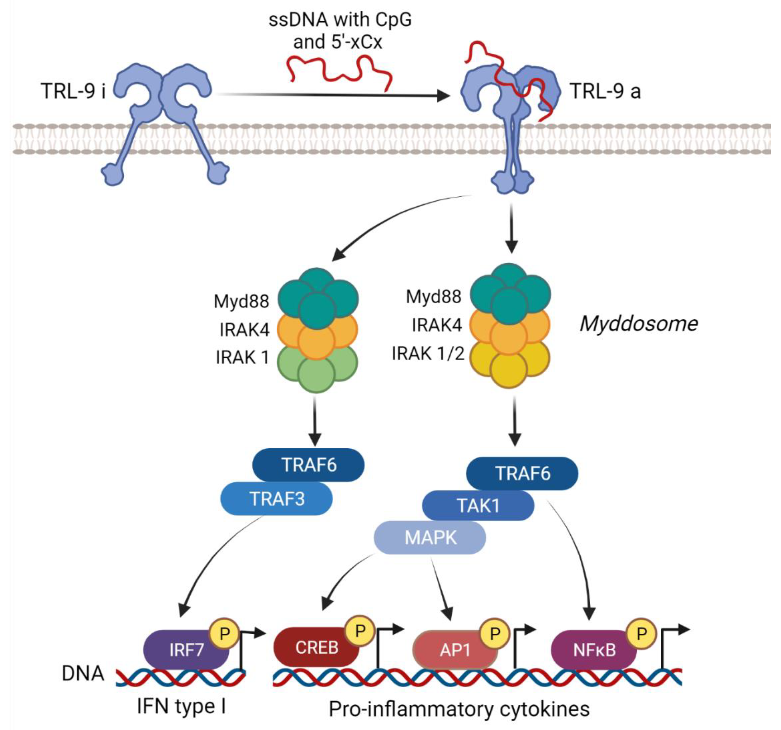 Viruses 14 00666 g002