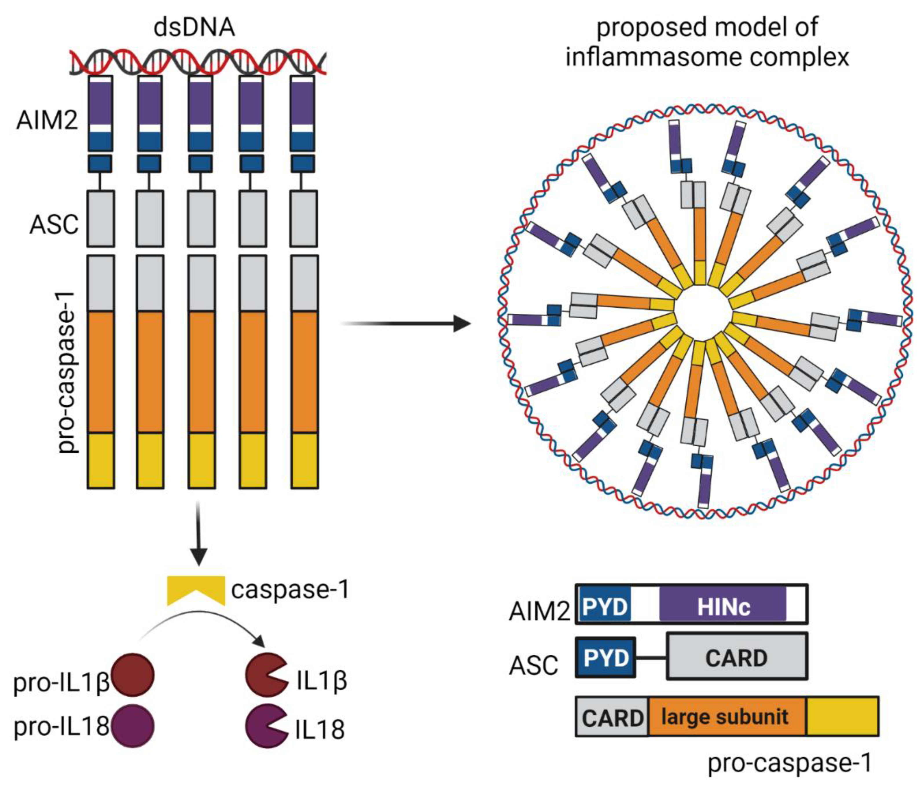 Viruses 14 00666 g004