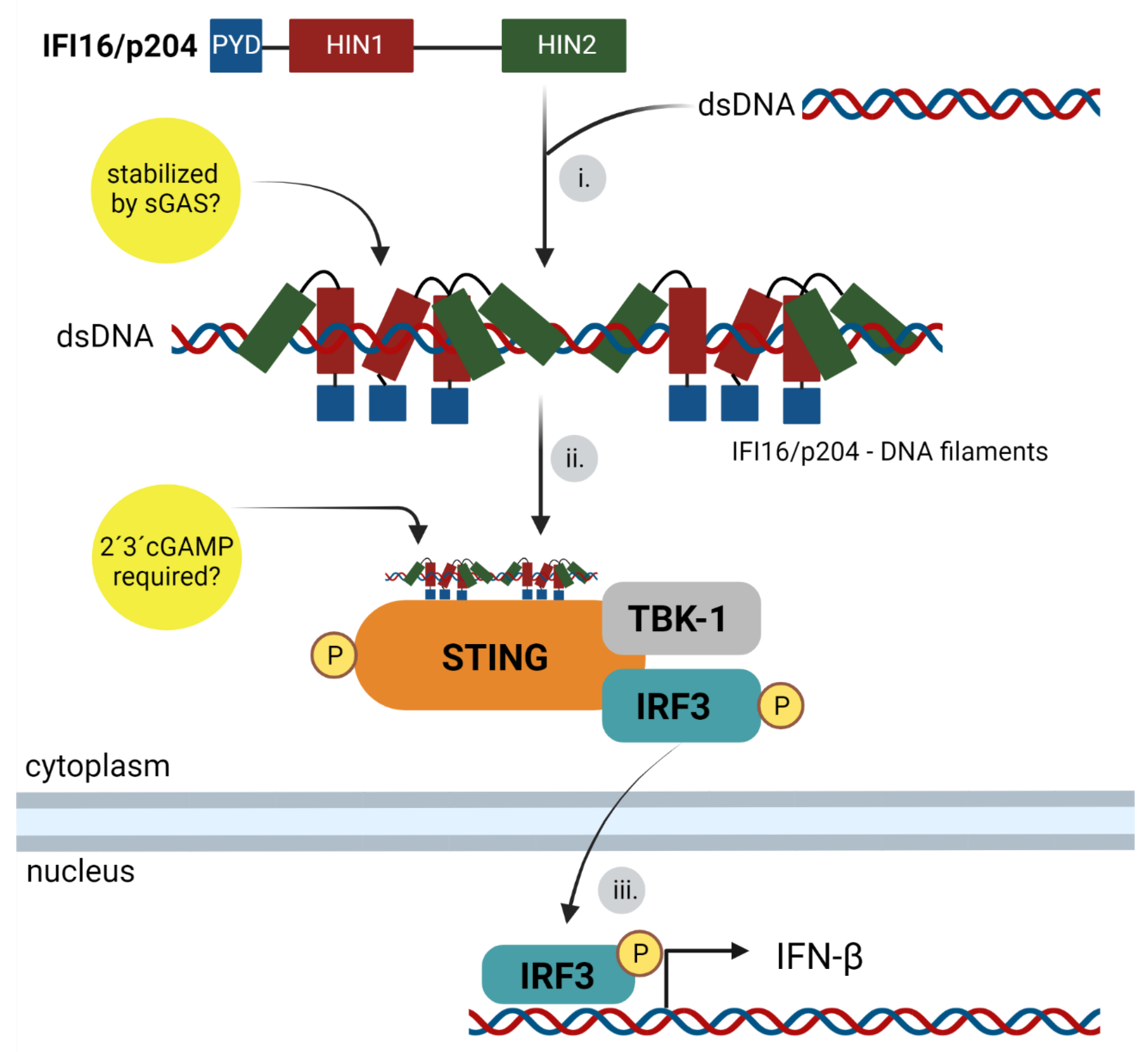 Viruses 14 00666 g005