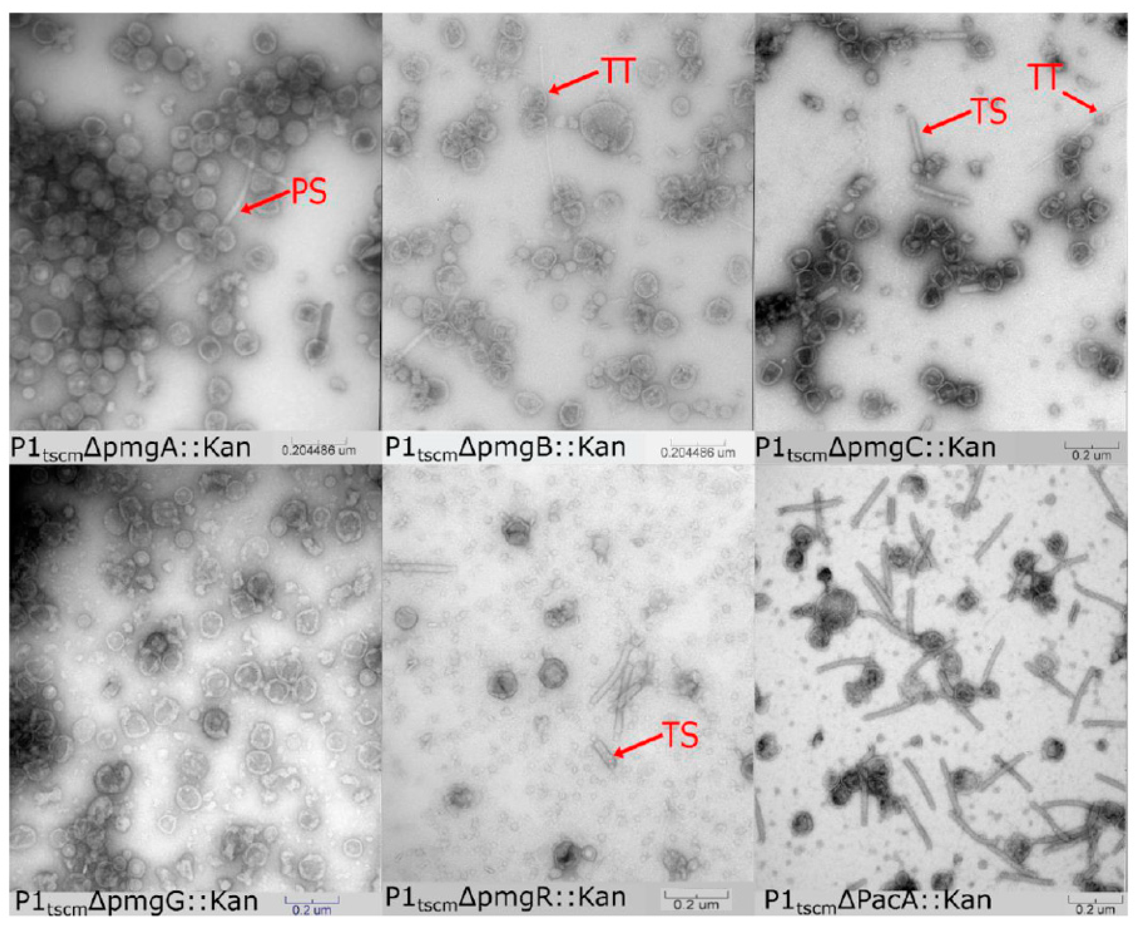 Viruses 14 00678 g002