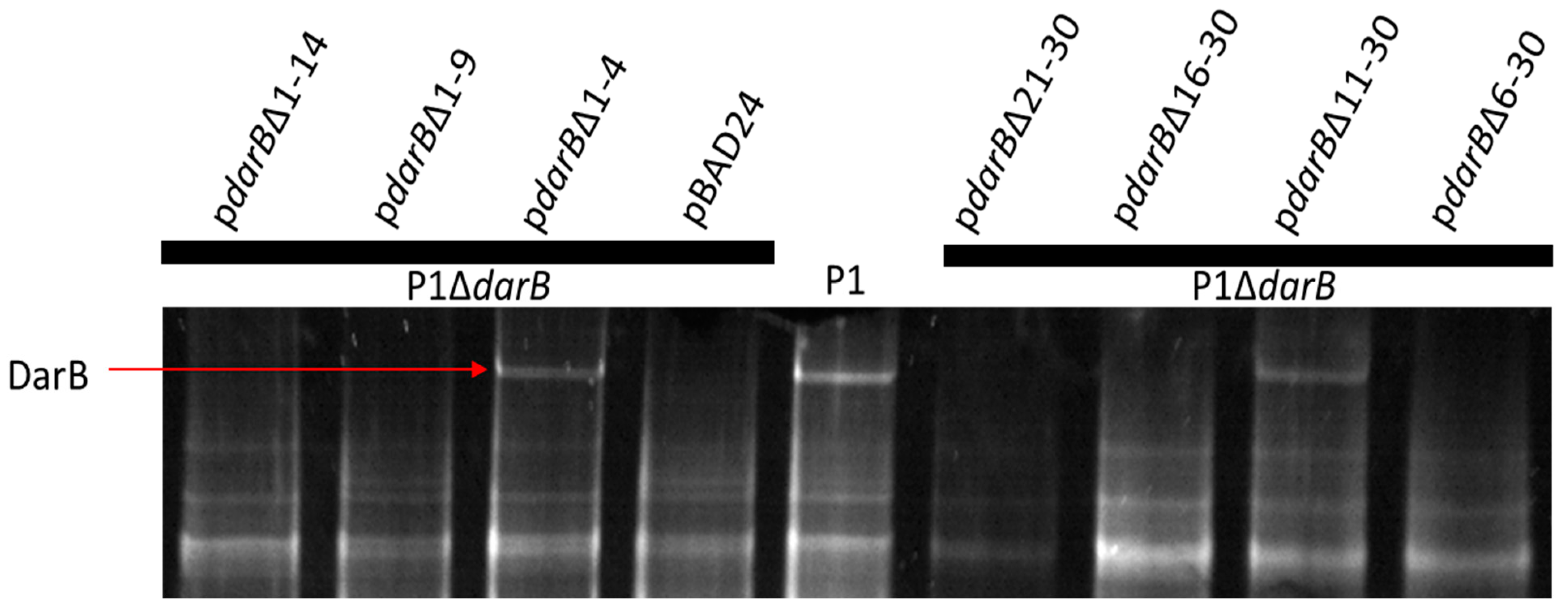 Viruses 14 00678 g003