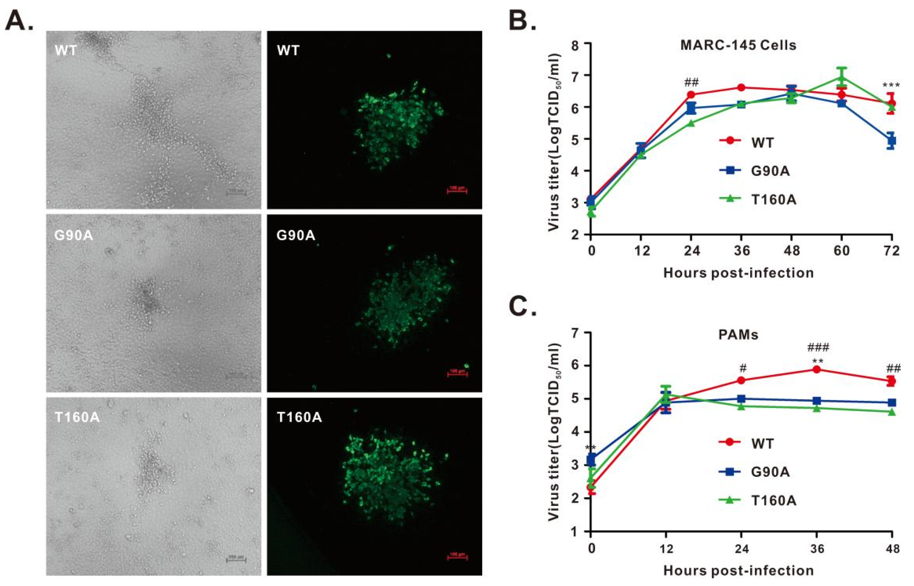 Viruses 14 00690 g003