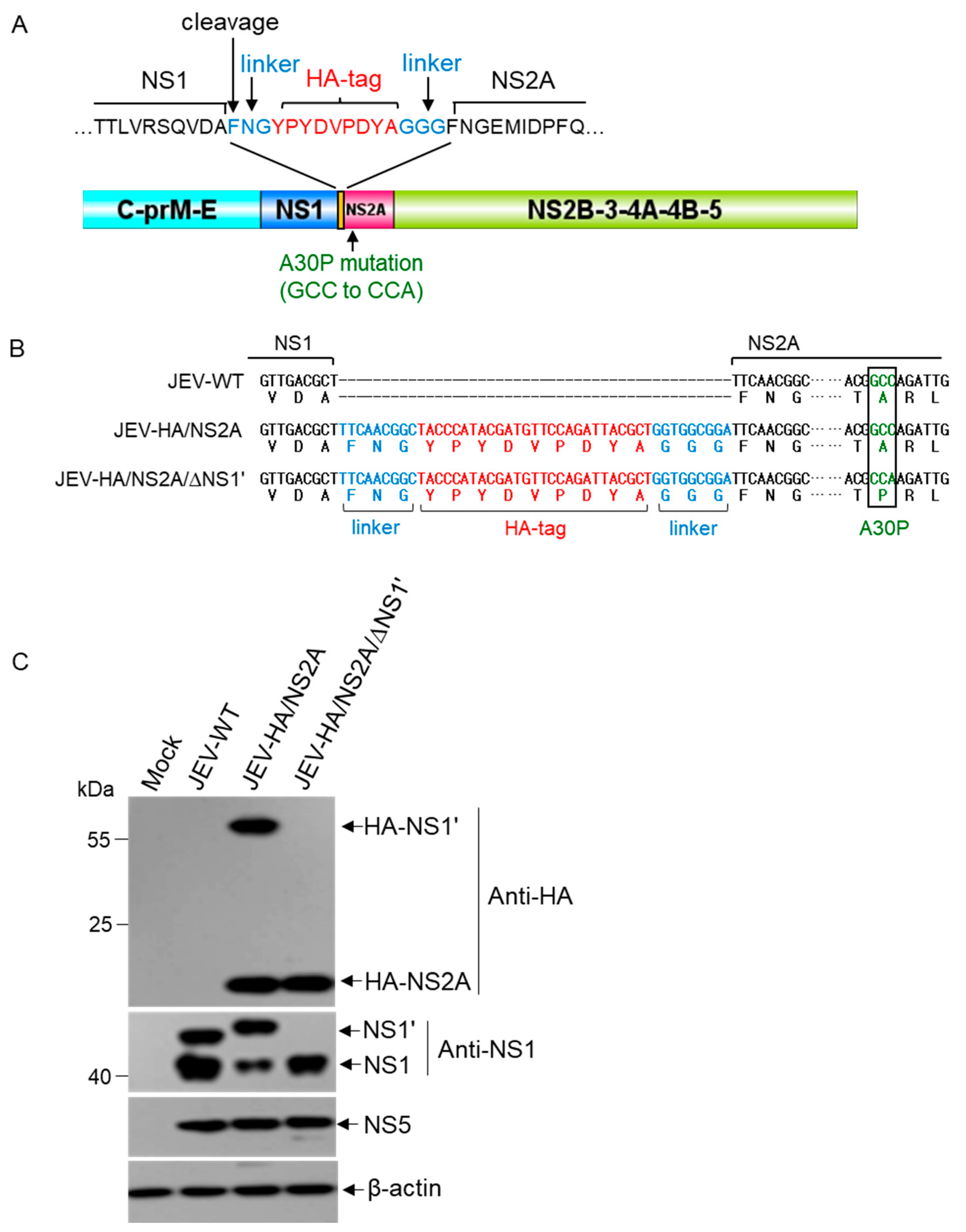 Viruses 14 00706 g001