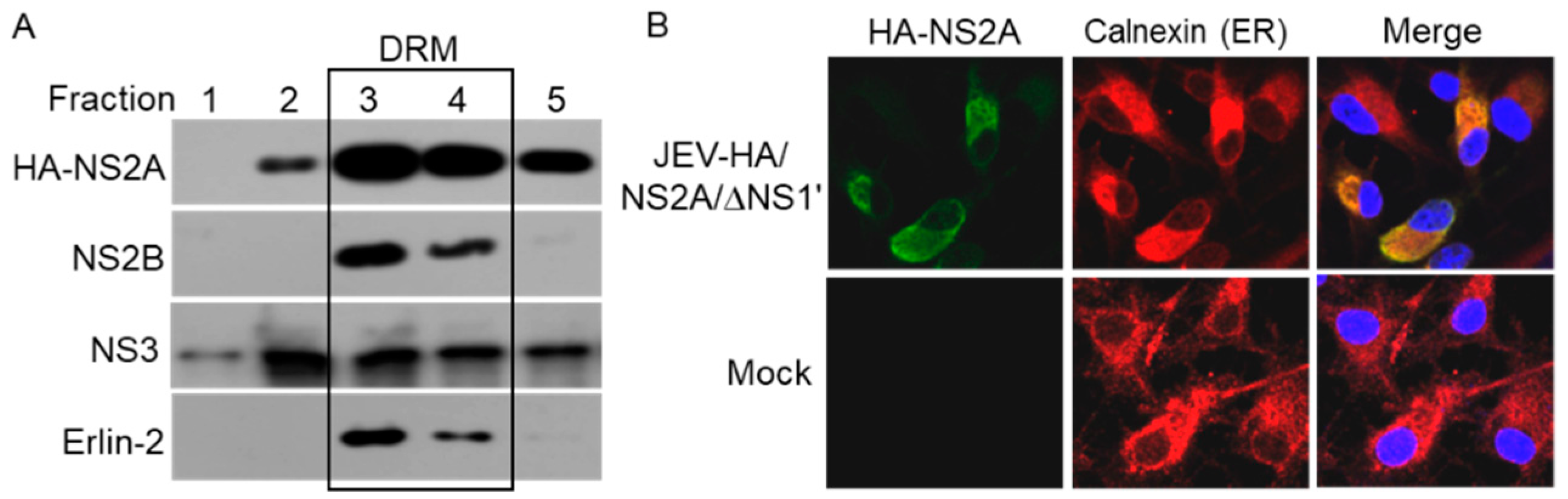 Viruses 14 00706 g004