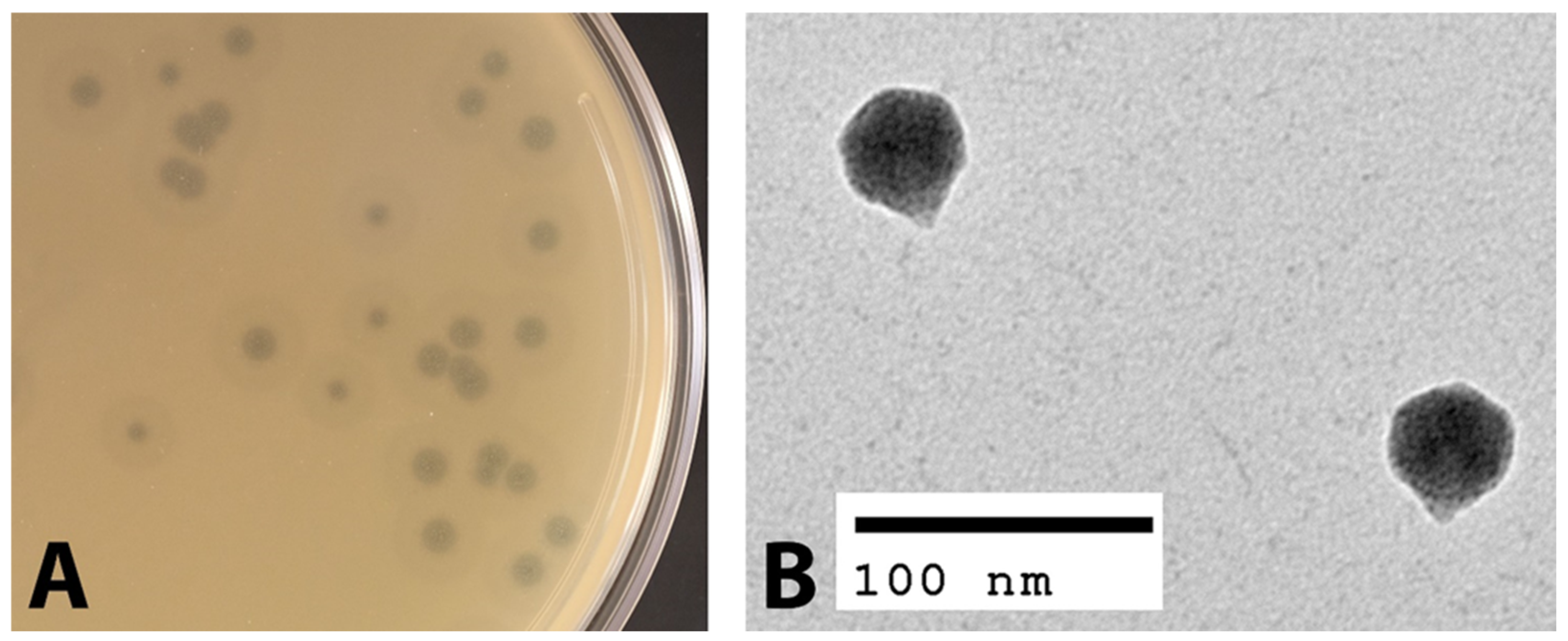 Viruses 14 00708 g001