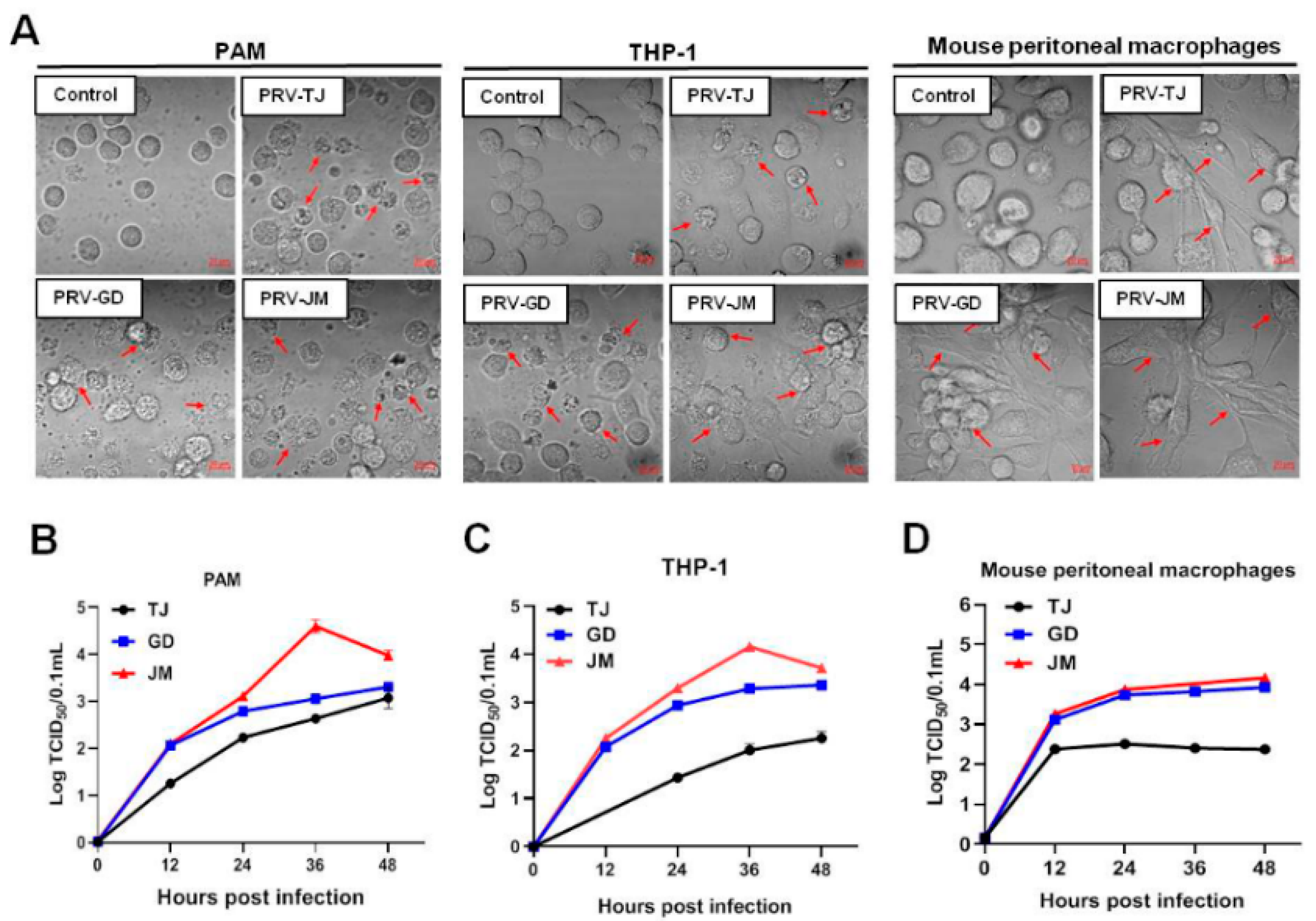 Viruses 14 00712 g002