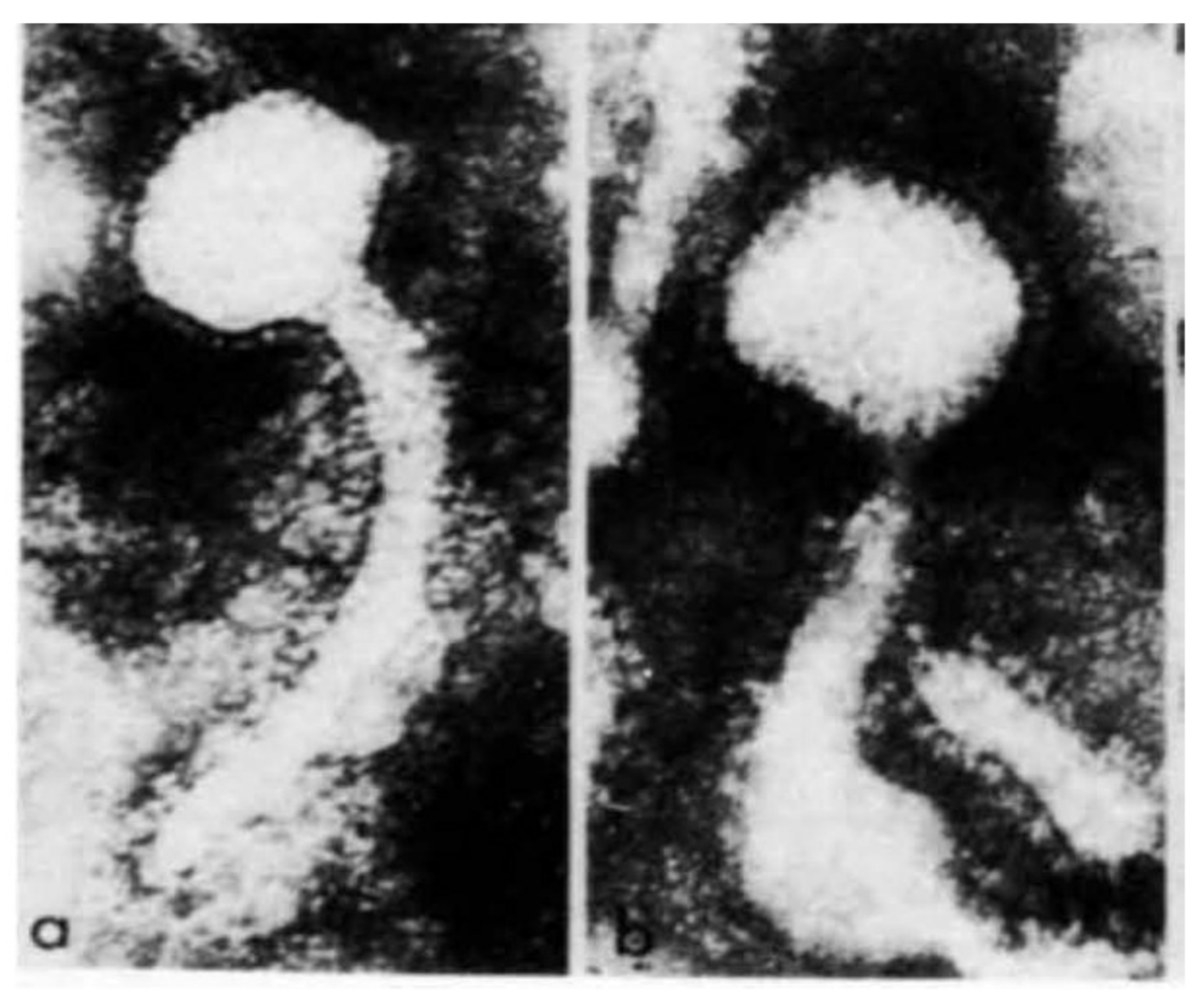 Viruses 14 00721 g001 Viruses 14 00721 g001