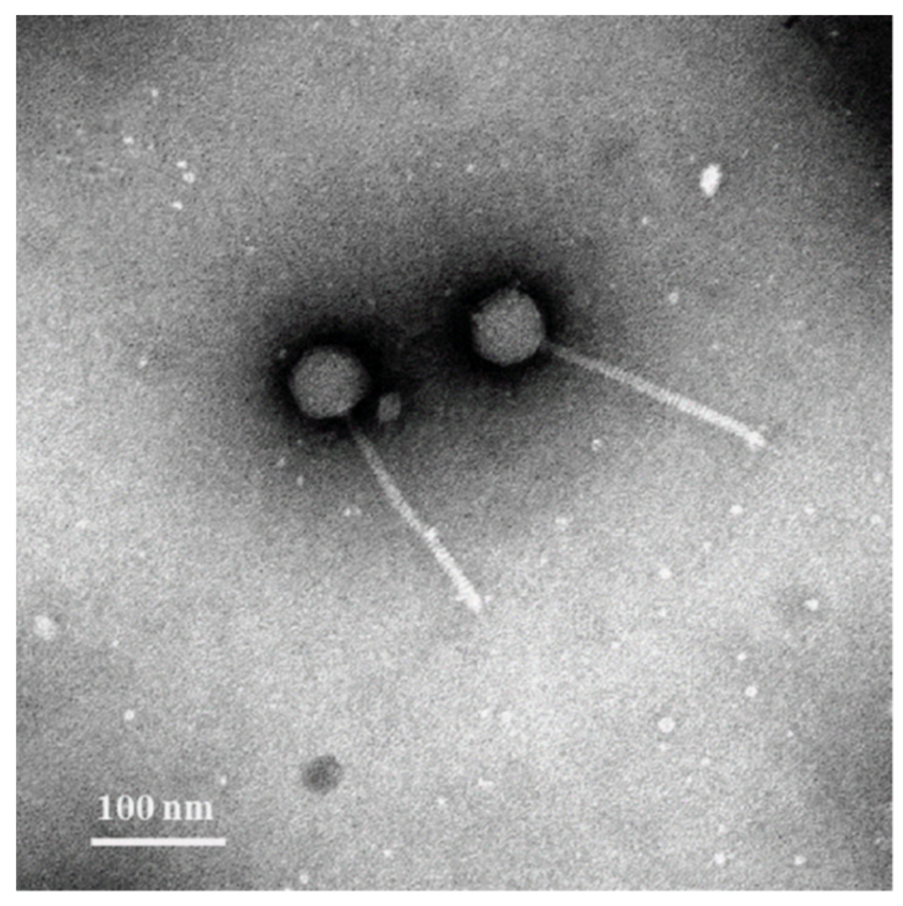 Viruses 14 00731 g001