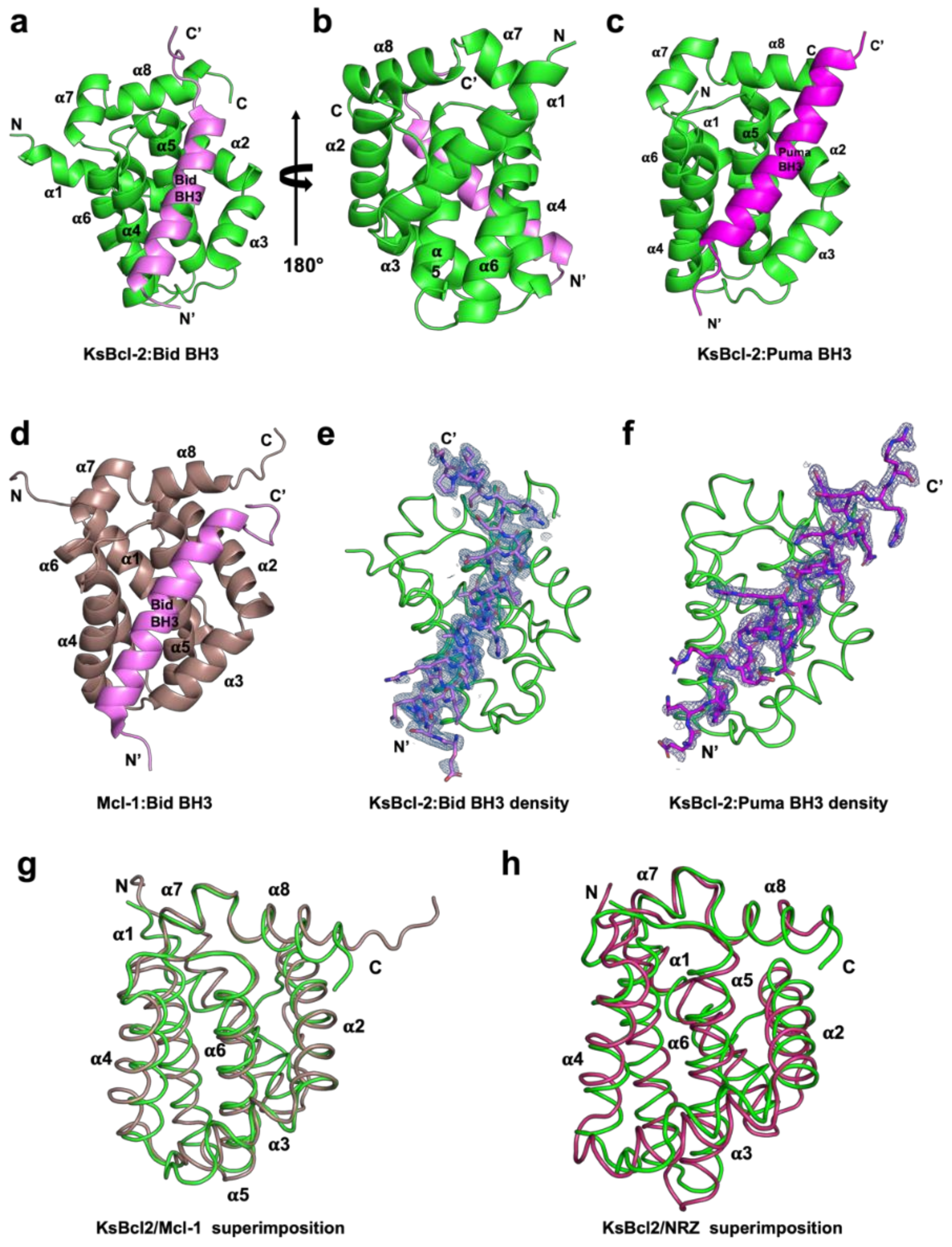 Viruses 14 00738 g001
