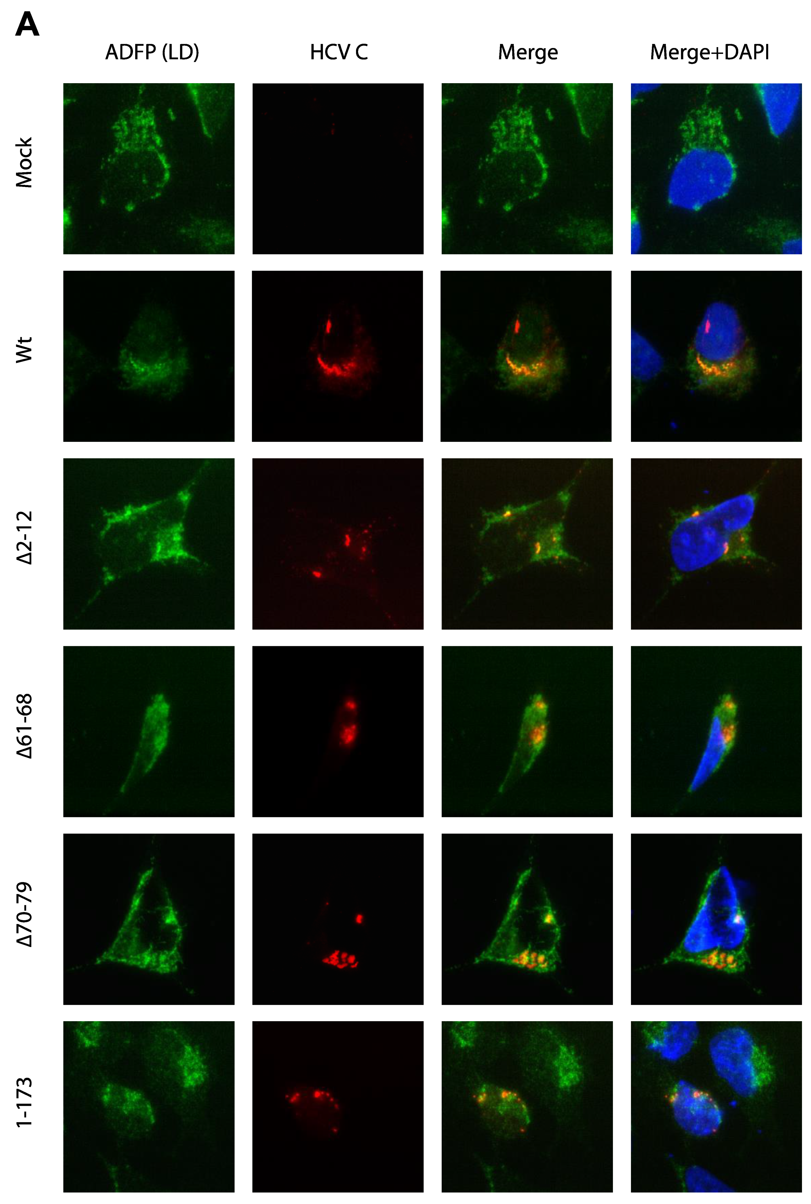 Viruses 14 00761 g003a